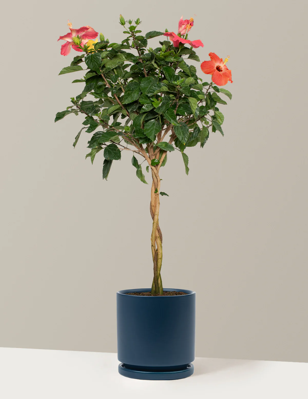 Large Braided Hibiscus - Image 31