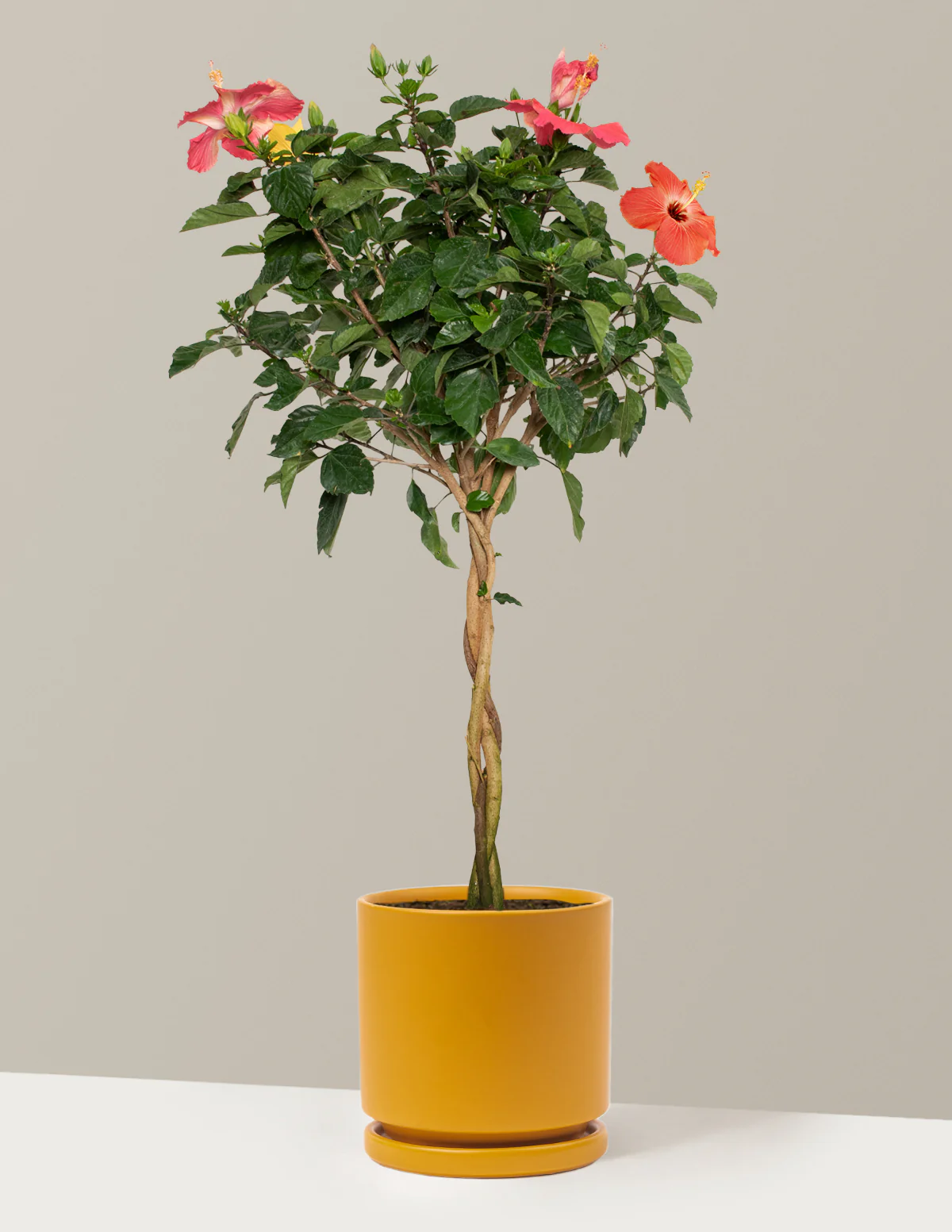 Large Braided Hibiscus - Image 32