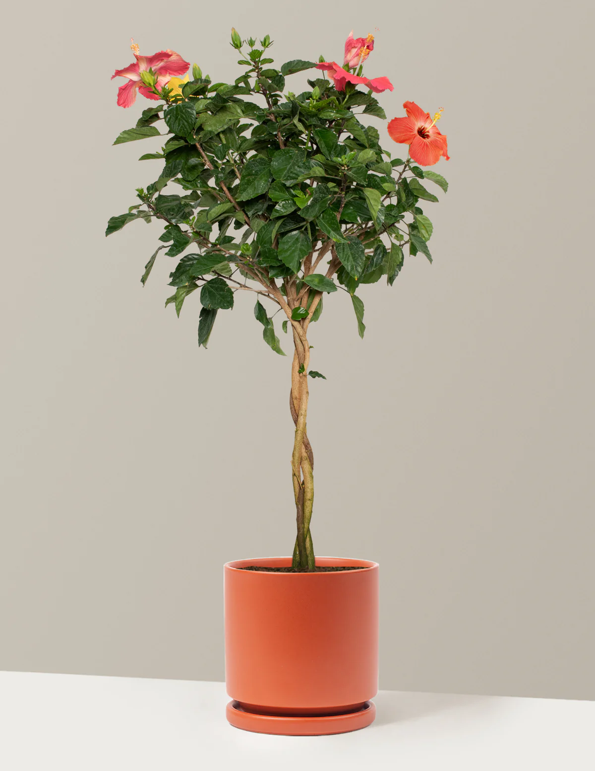 Large Braided Hibiscus - Image 33