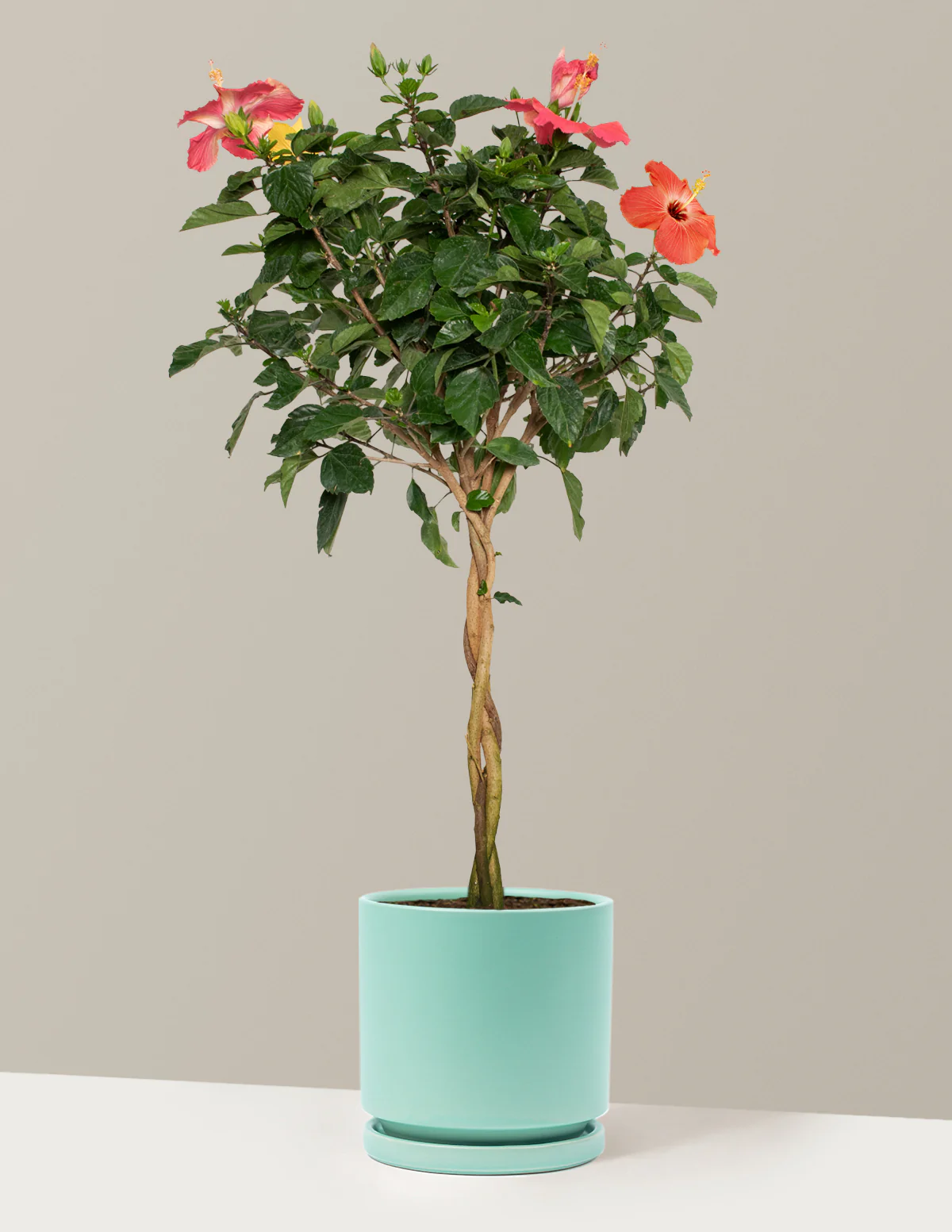 Large Braided Hibiscus - Image 34