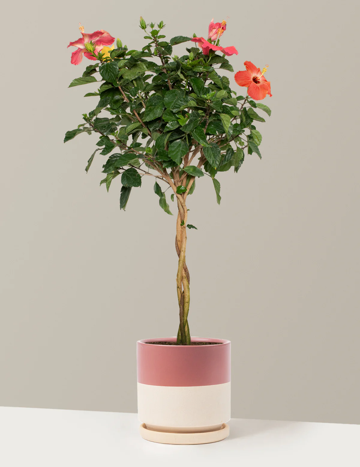 Large Braided Hibiscus - Image 35