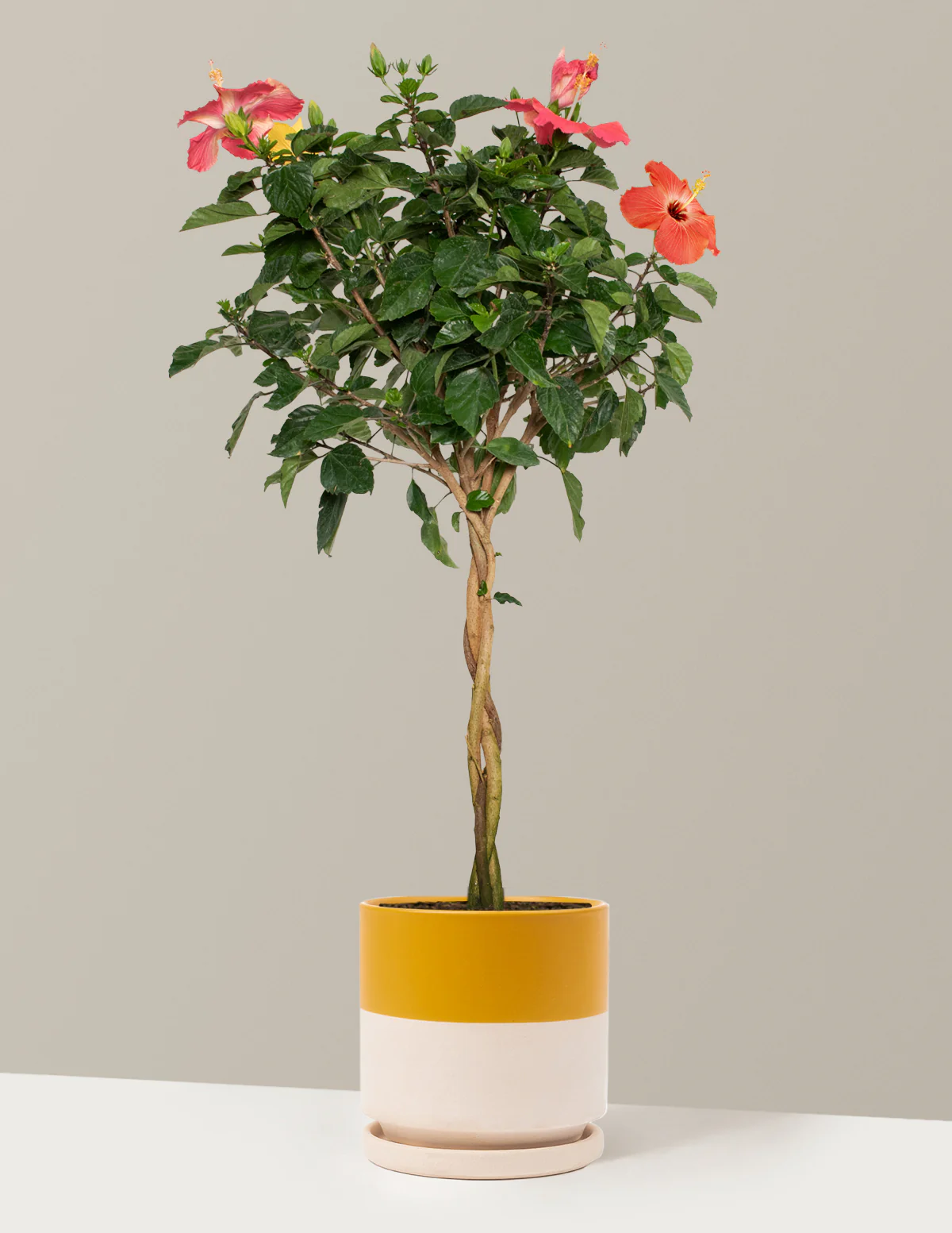 Large Braided Hibiscus - Image 36