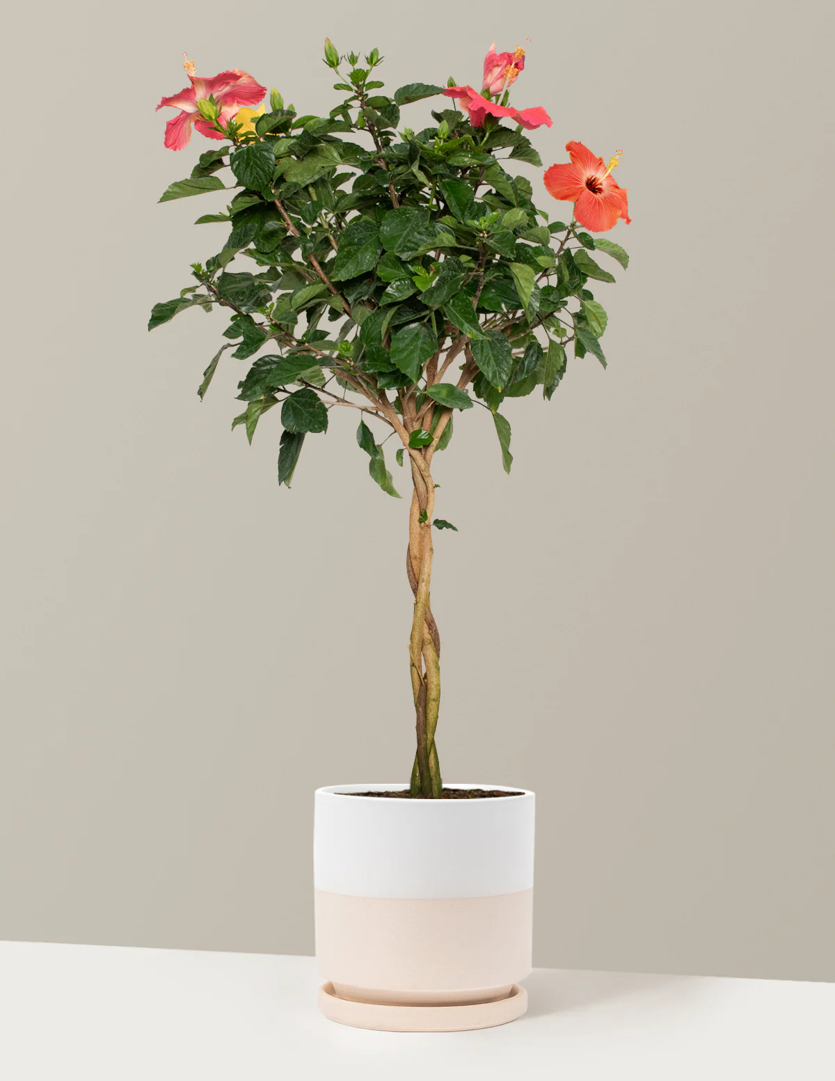 Large Braided Hibiscus - Image 37