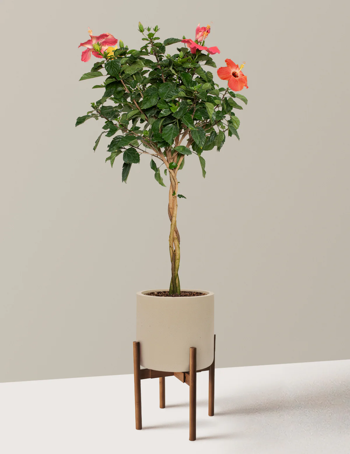 Large Braided Hibiscus - Image 38