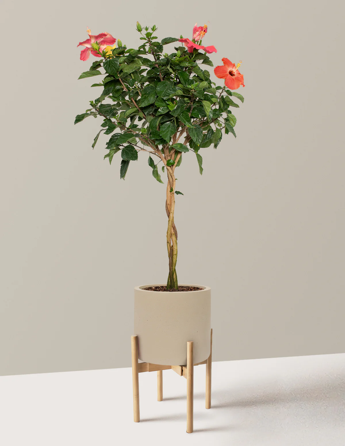 Large Braided Hibiscus - Image 39