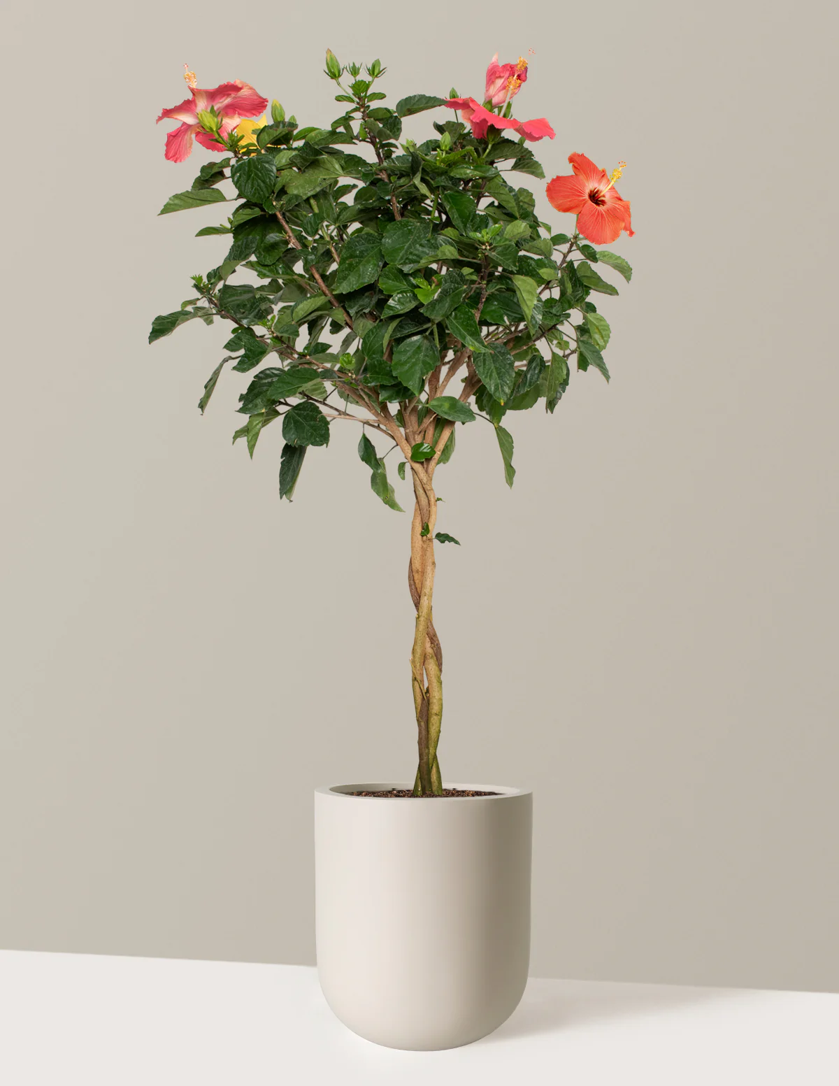 Large Braided Hibiscus - Image 4