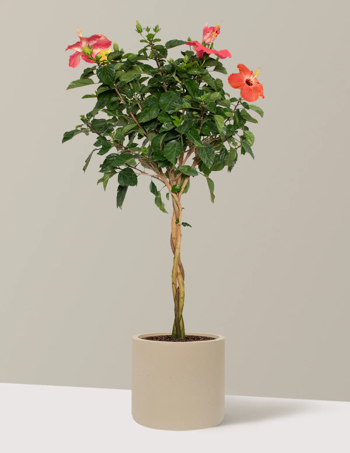 Large Braided Hibiscus - Image 40
