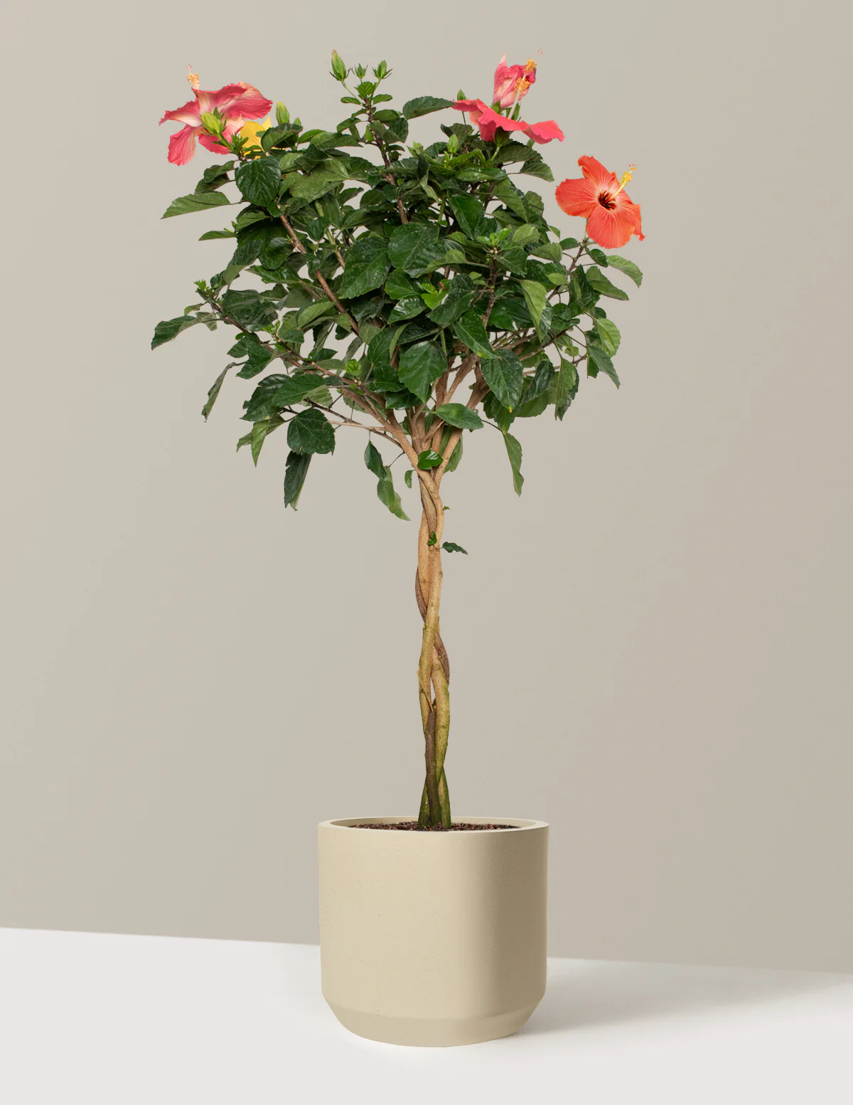 Large Braided Hibiscus - Image 41