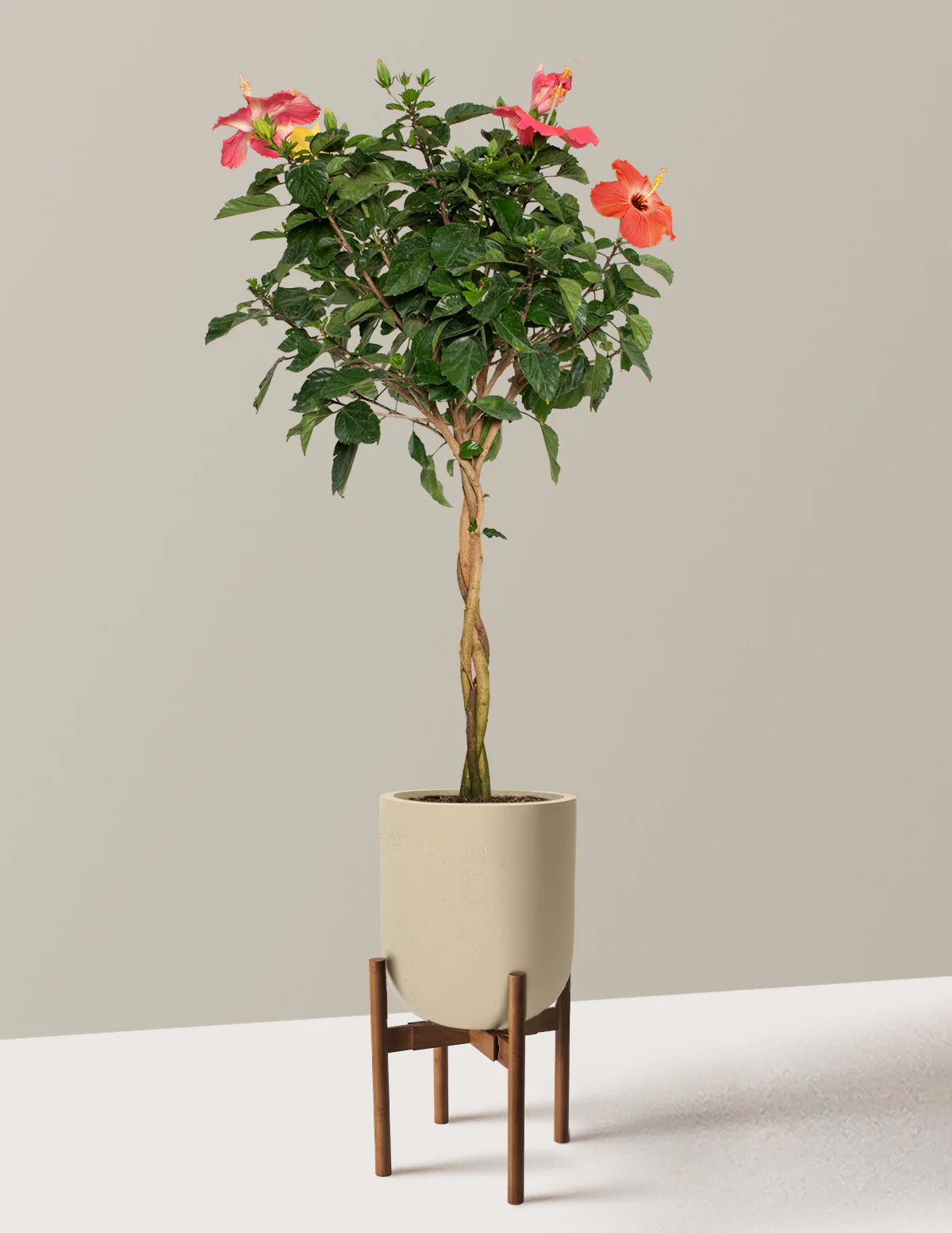 Large Braided Hibiscus - Image 42