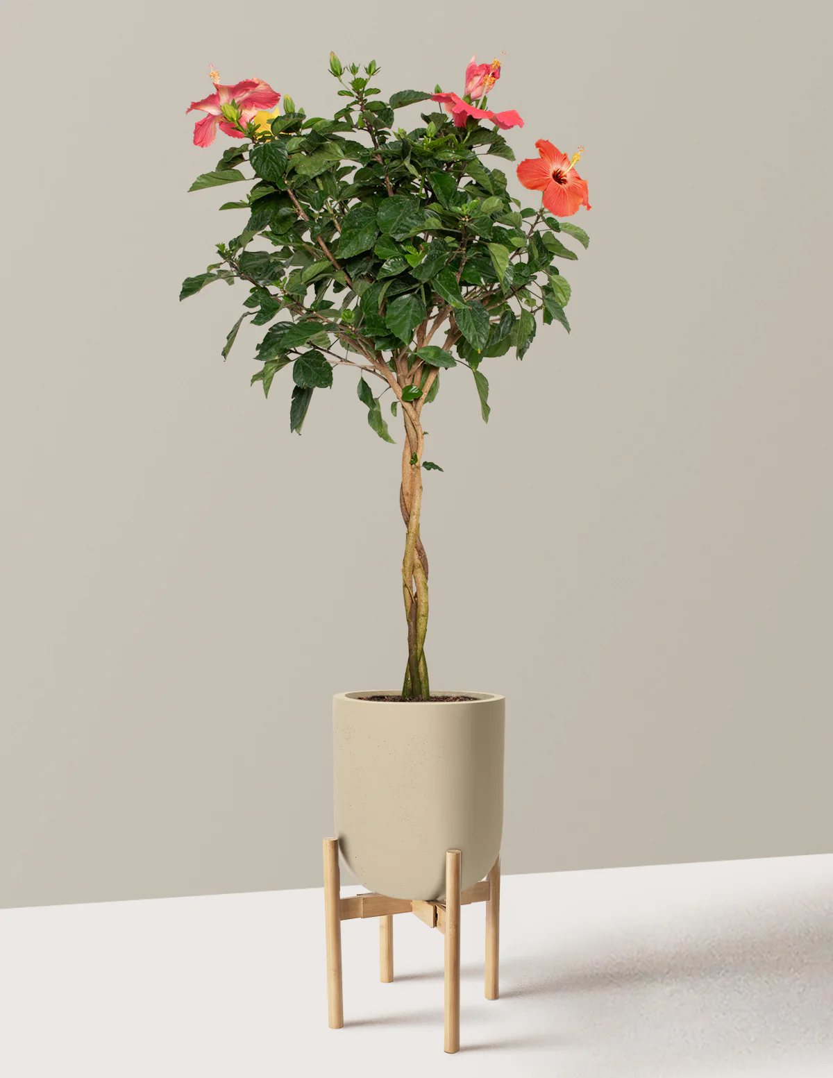 Large Braided Hibiscus - Image 43
