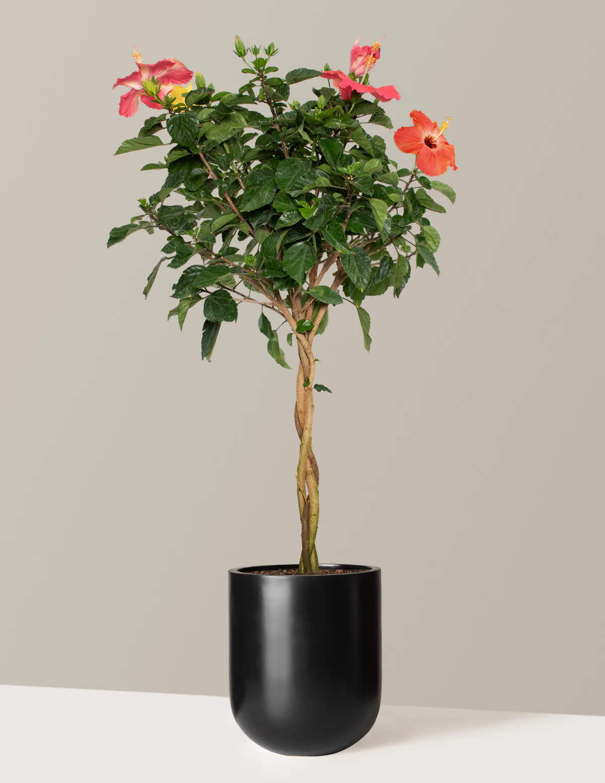 Large Braided Hibiscus - Image 5