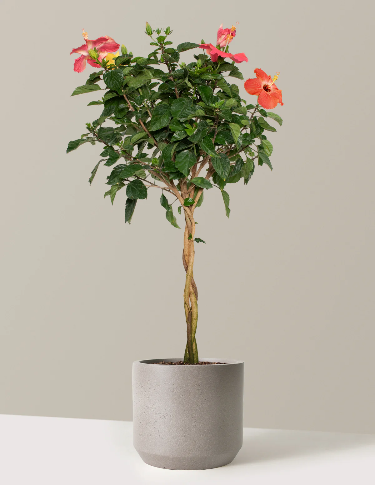 Large Braided Hibiscus - Image 6
