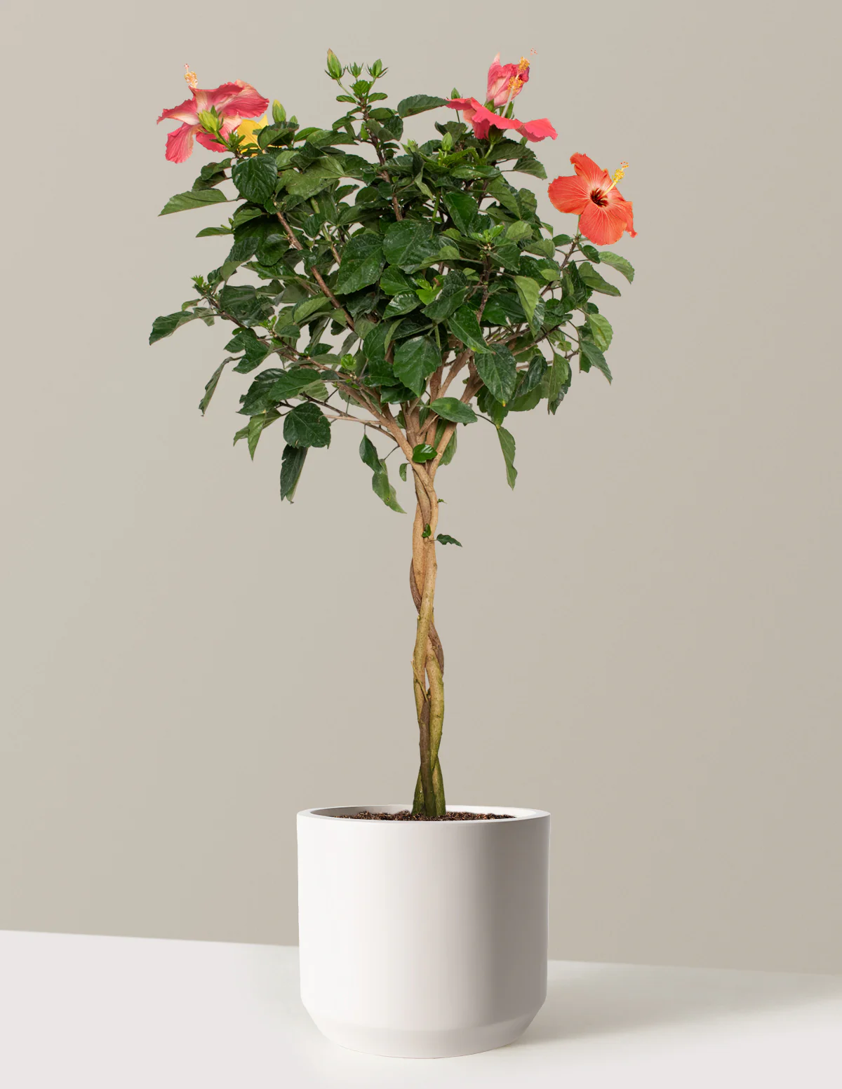 Large Braided Hibiscus - Image 7