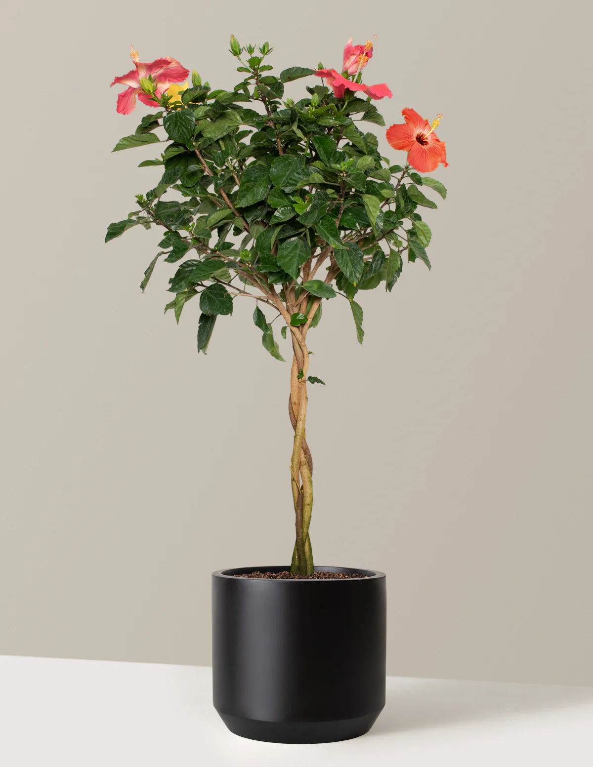 Large Braided Hibiscus - Image 8