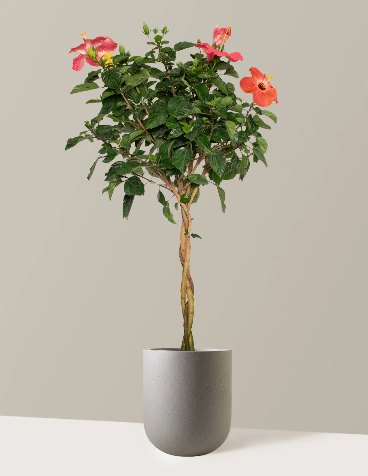 Large Braided Hibiscus - Image 9
