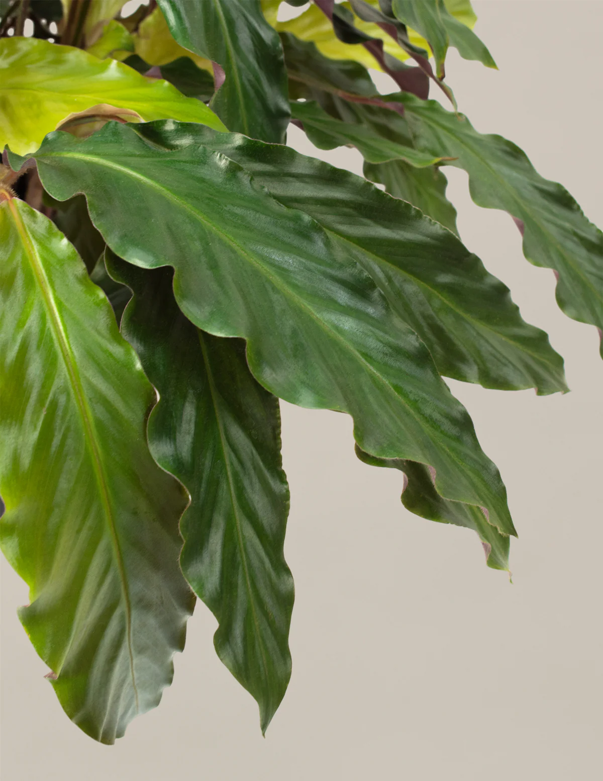 Large Calathea Wavestar - Image 2