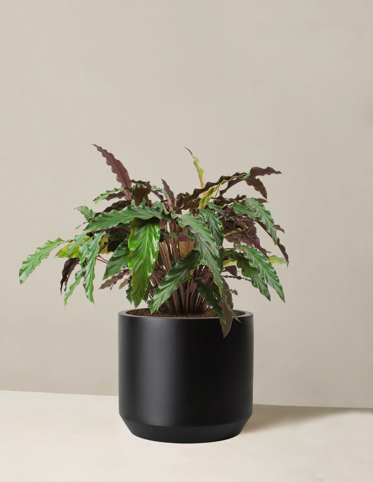 Large Calathea Wavestar - Image 3