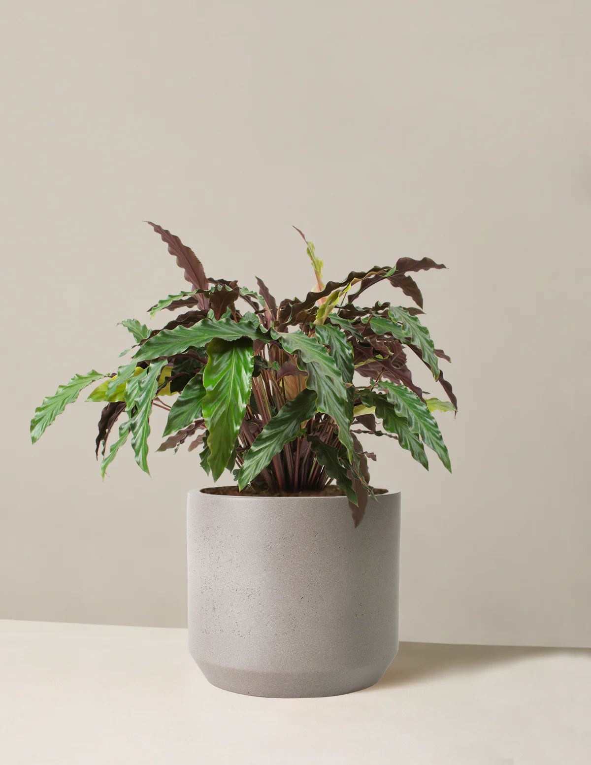 Large Calathea Wavestar - Image 4