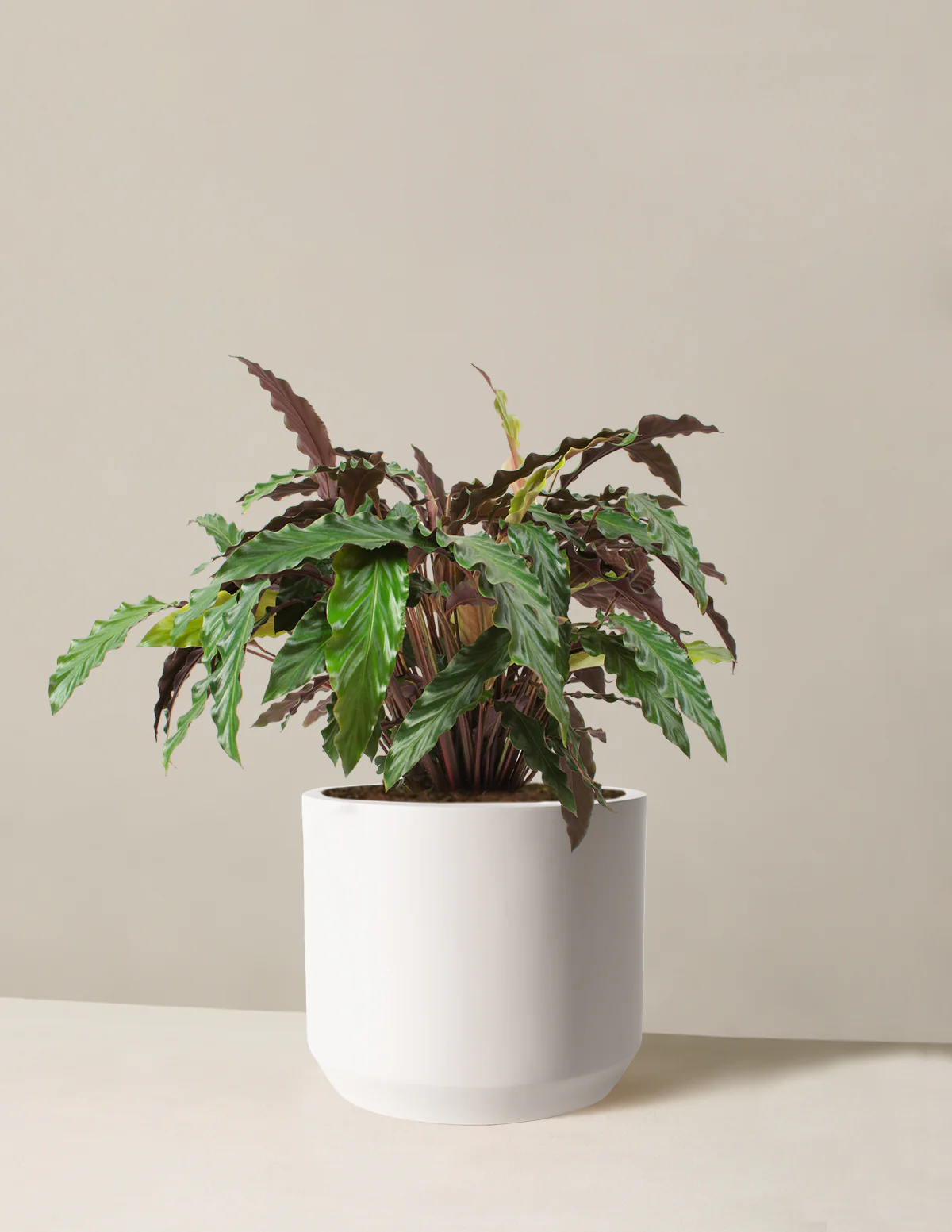Large Calathea Wavestar - Image 5