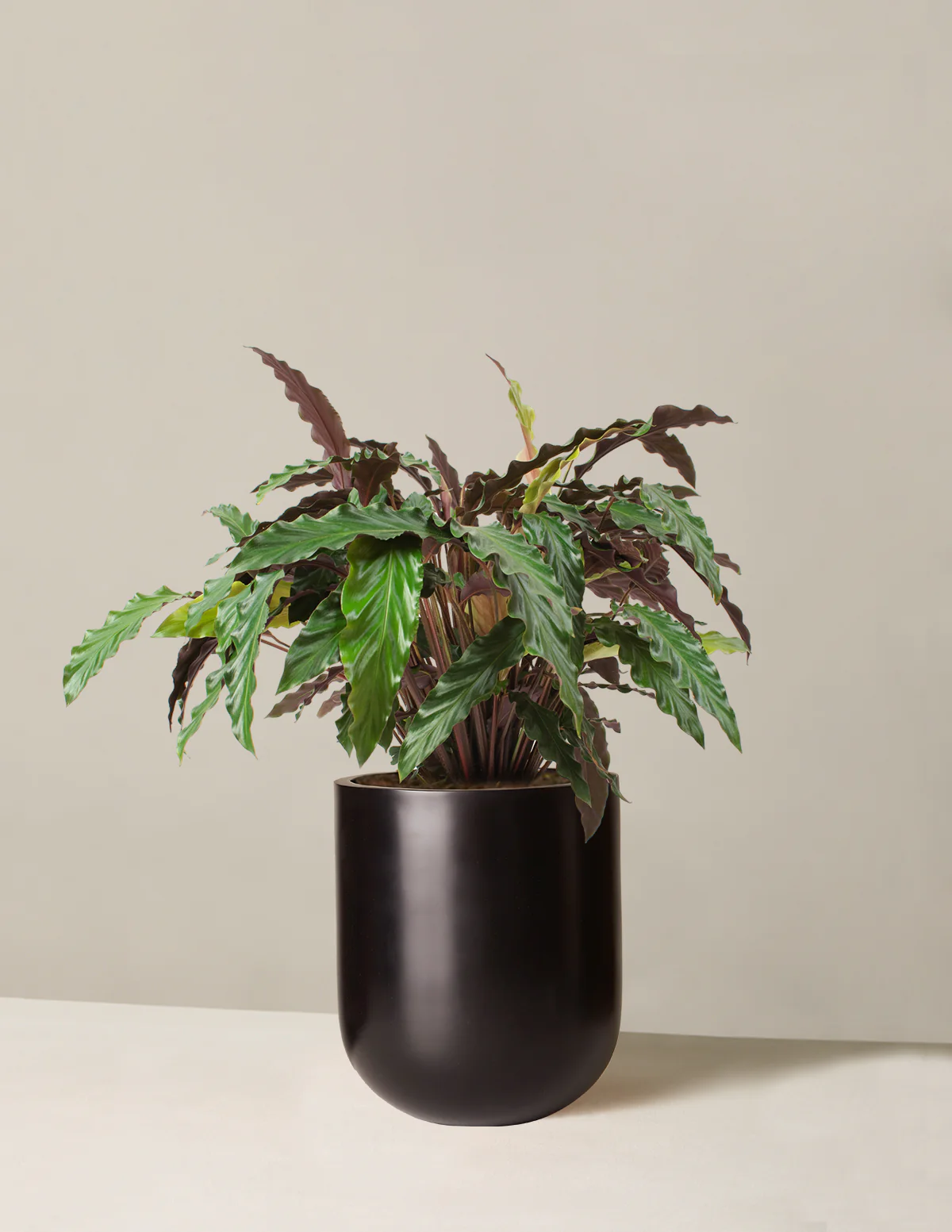 Large Calathea Wavestar - Image 6
