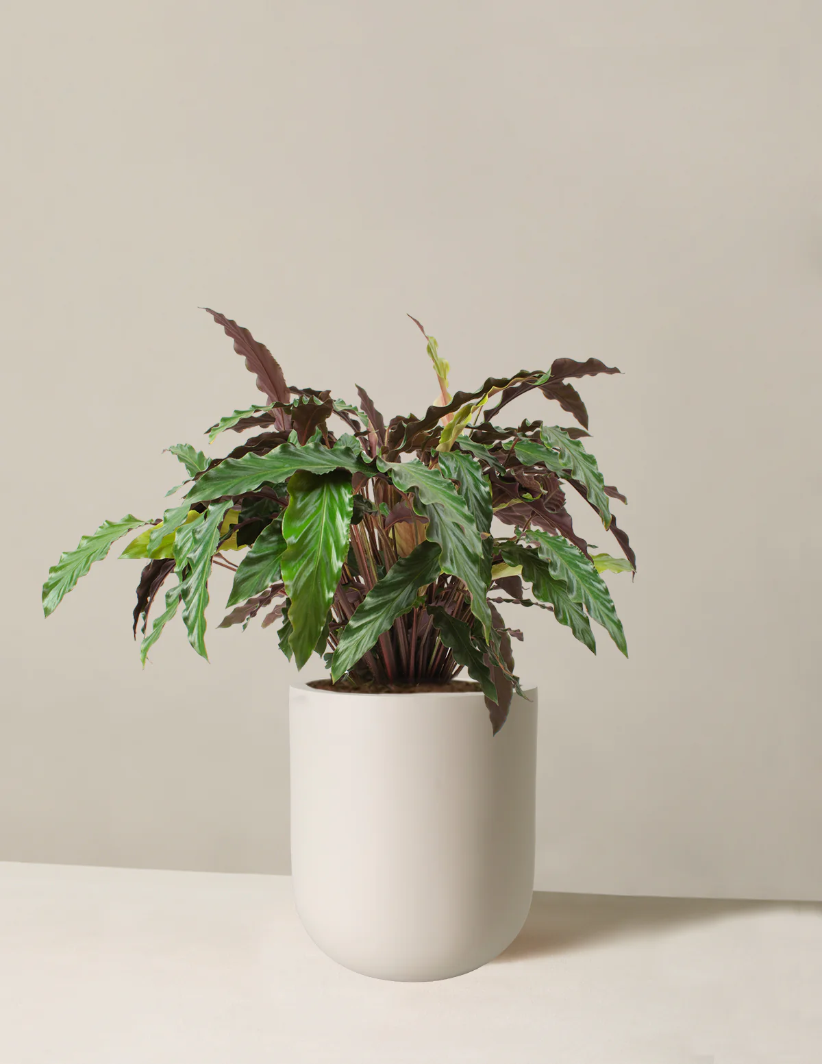 Large Calathea Wavestar - Image 7