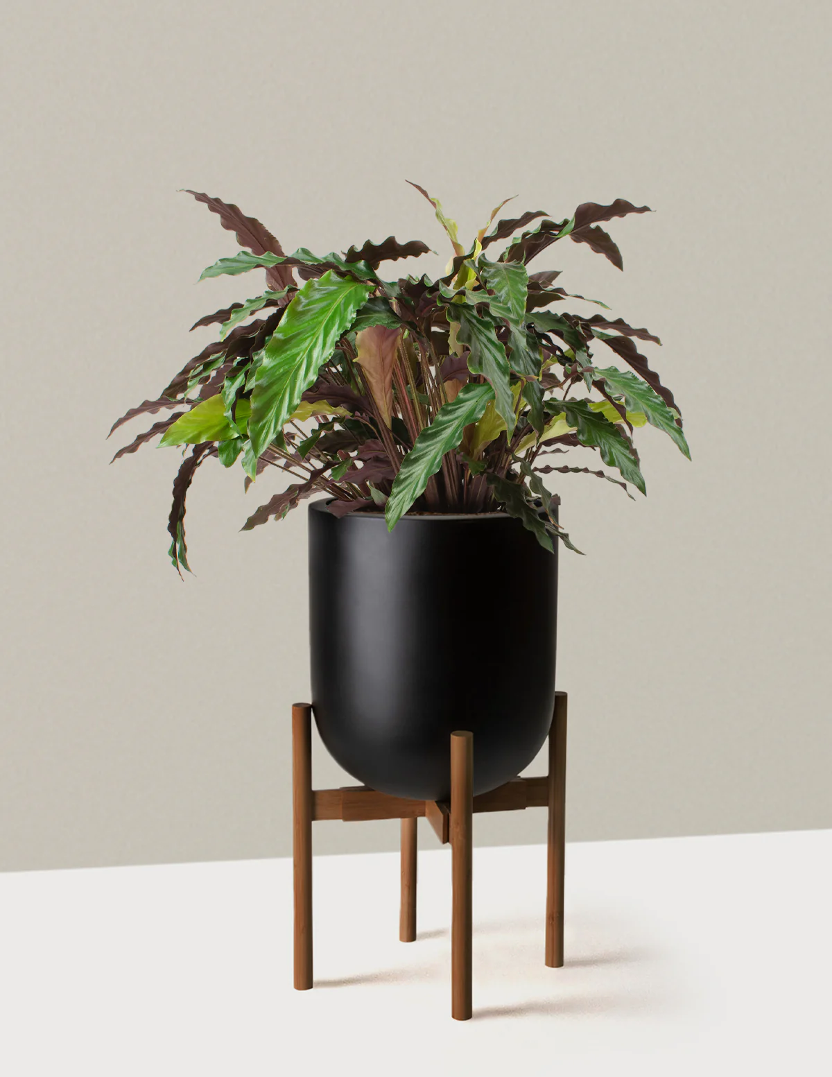 Large Calathea Wavestar - Image 8