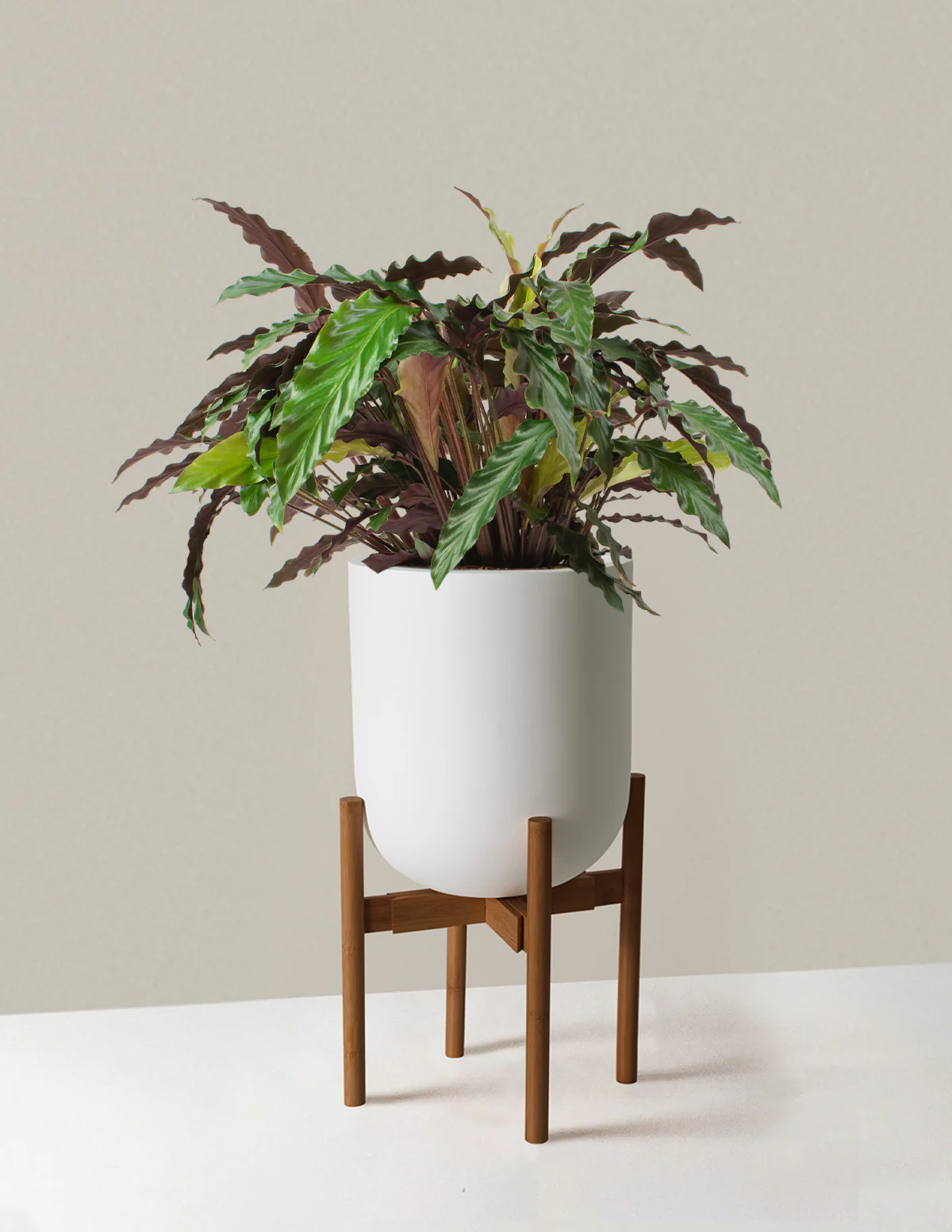 Large Calathea Wavestar - Image 9