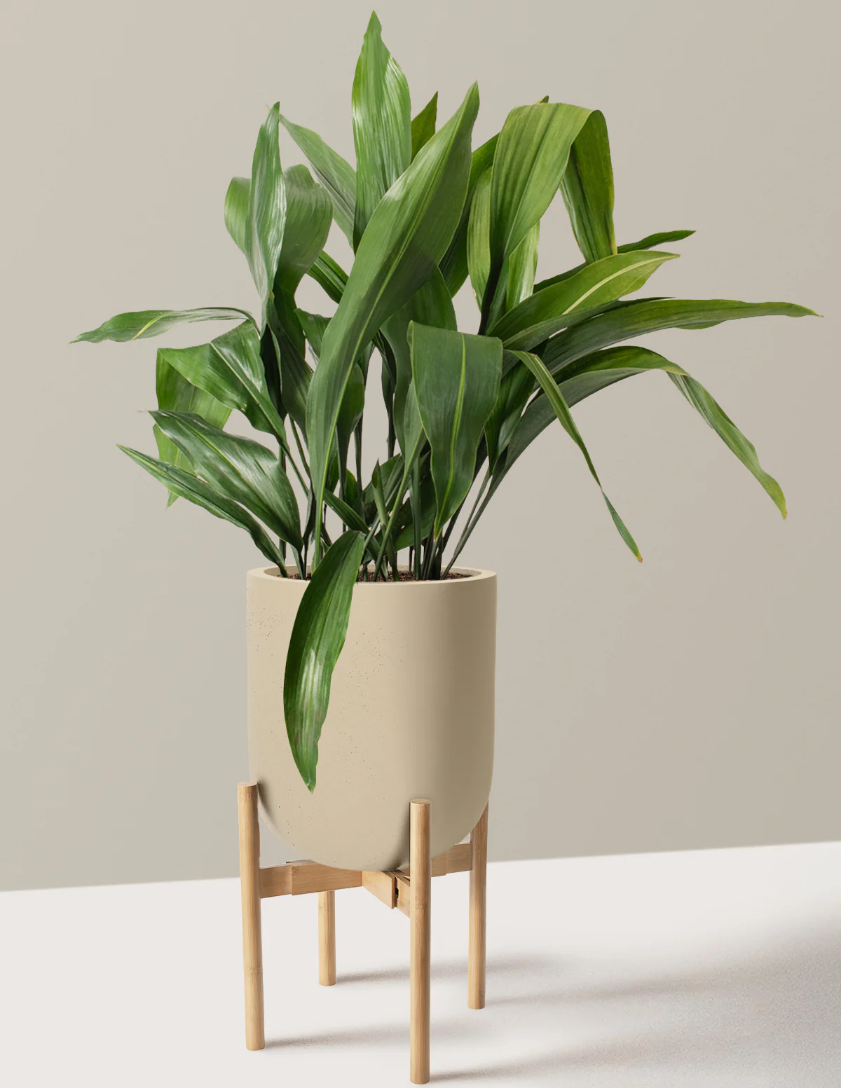 Large Cast Iron Plant - Image 31