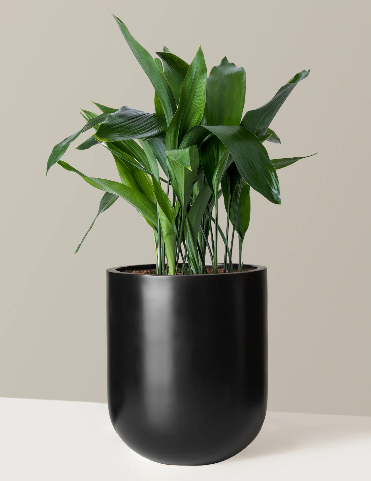 Large Cast Iron Plant - Image 9