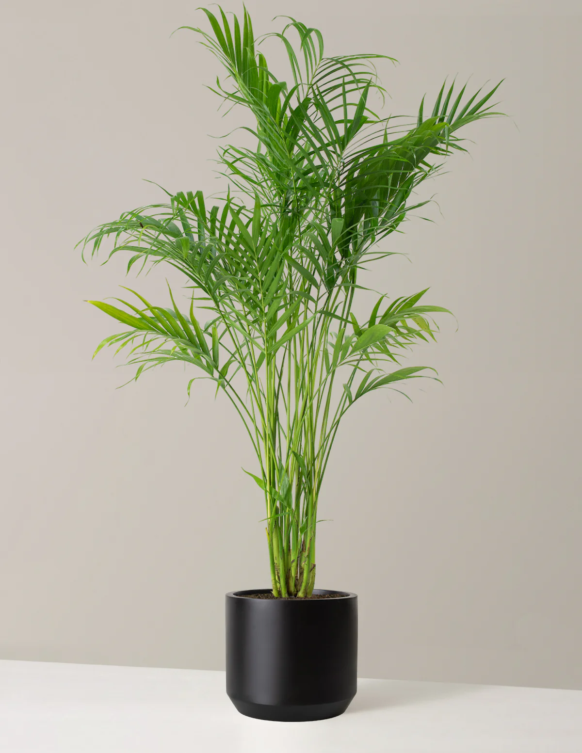 Large Cat Palm - Image 14