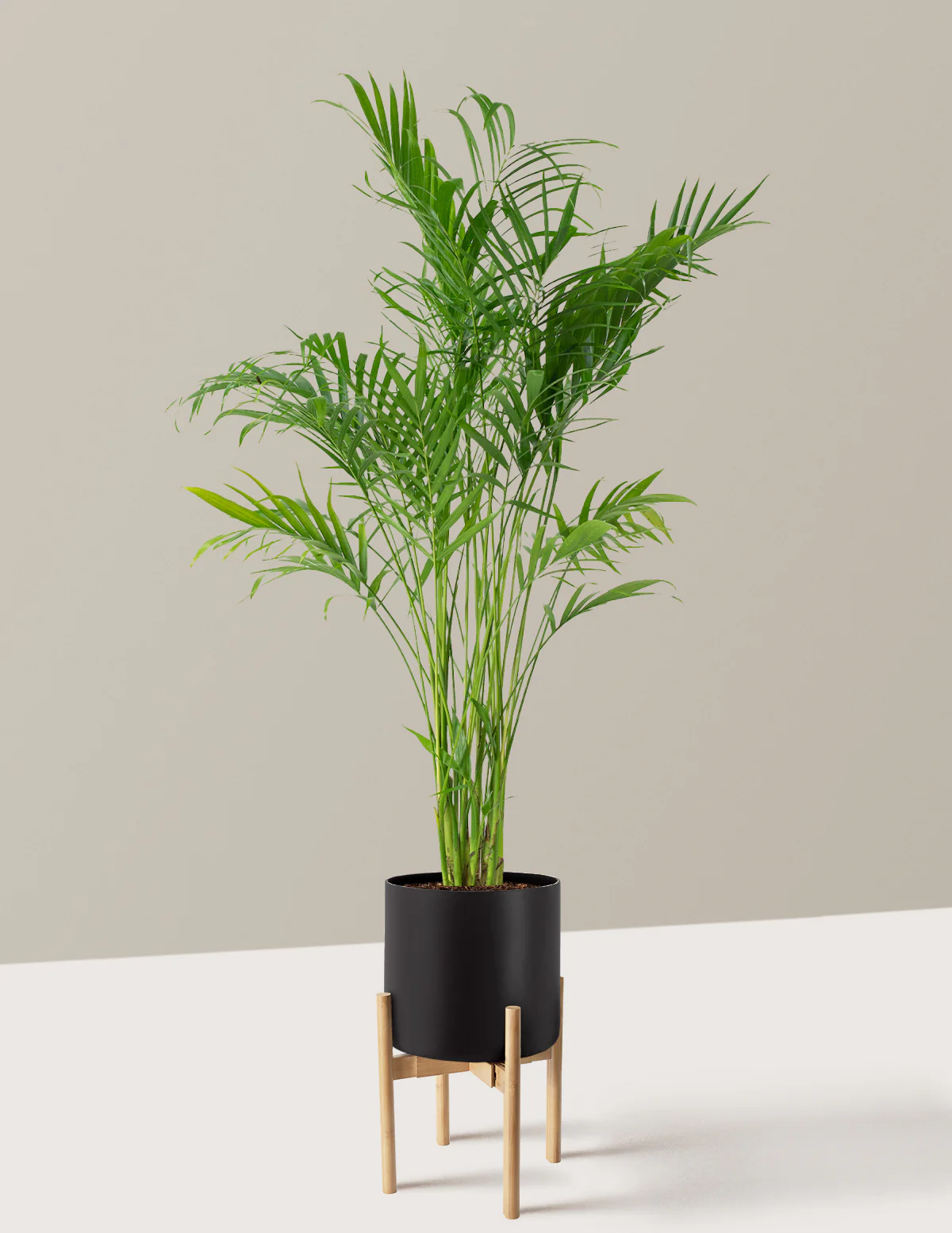 Large Cat Palm - Image 16