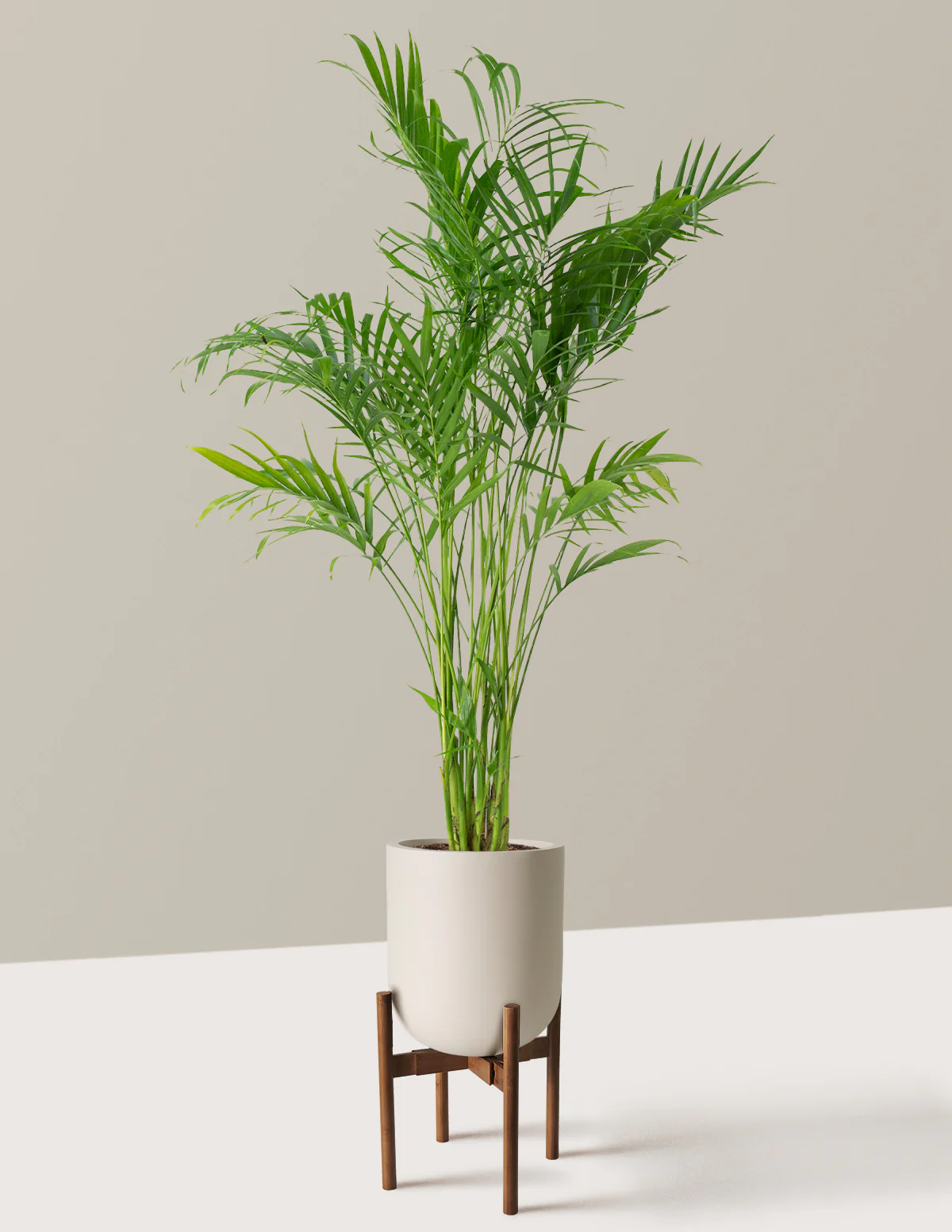 Large Cat Palm - Image 26