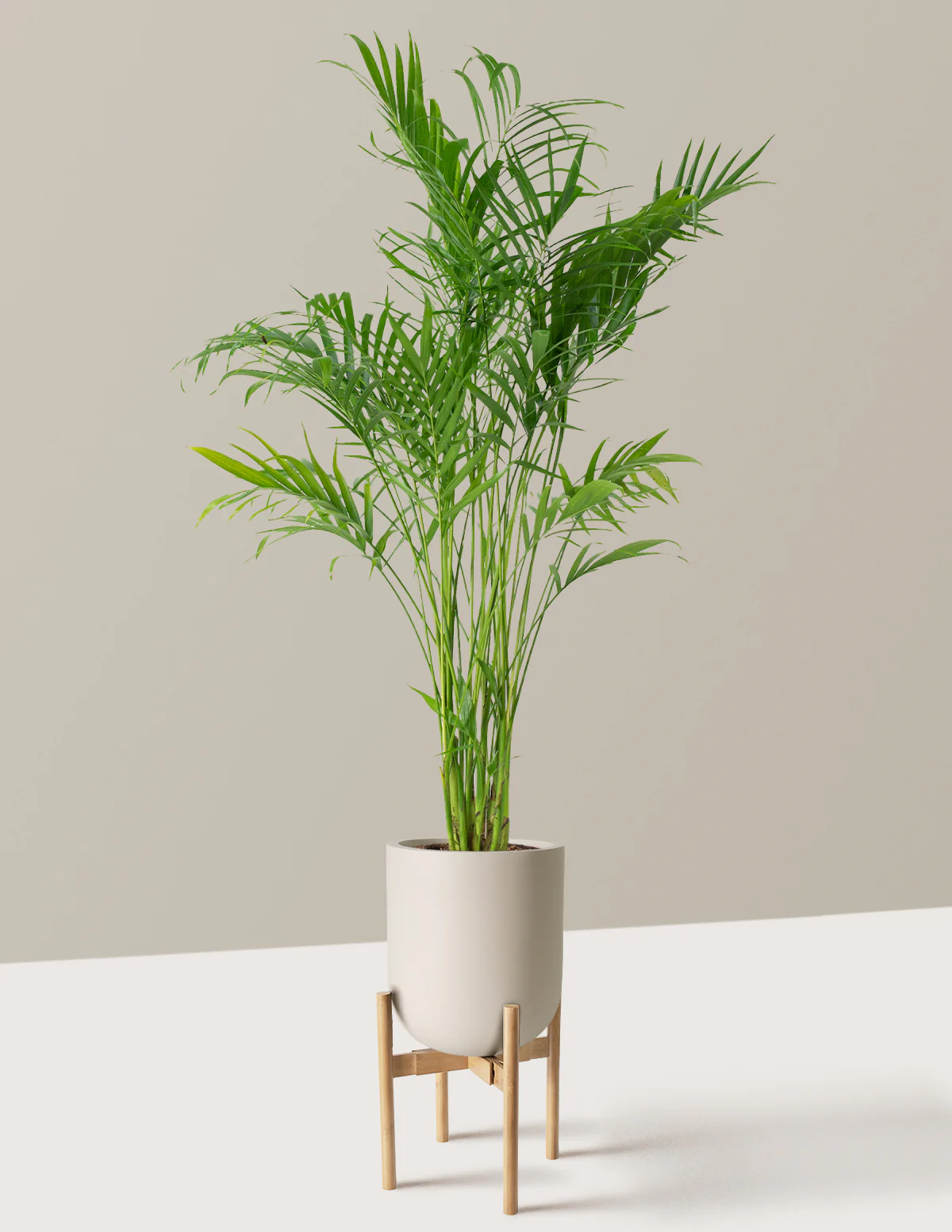 Large Cat Palm - Image 27