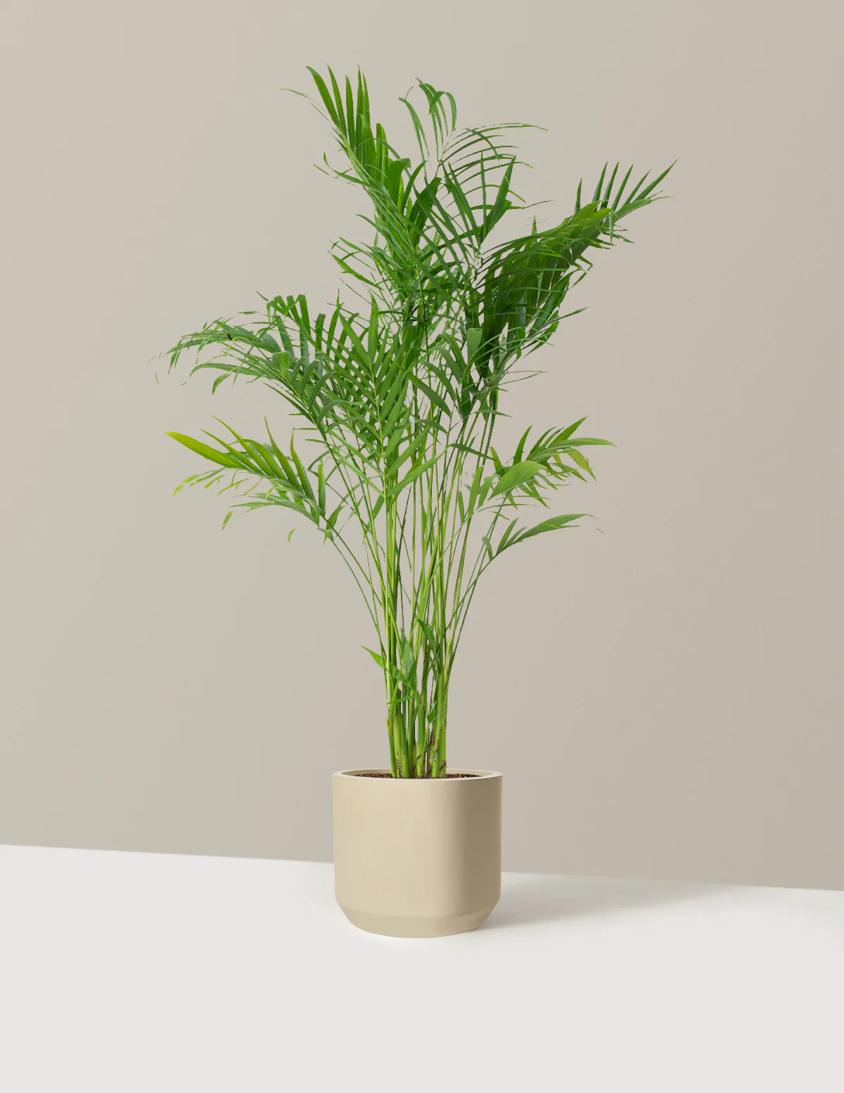 Large Cat Palm - Image 31