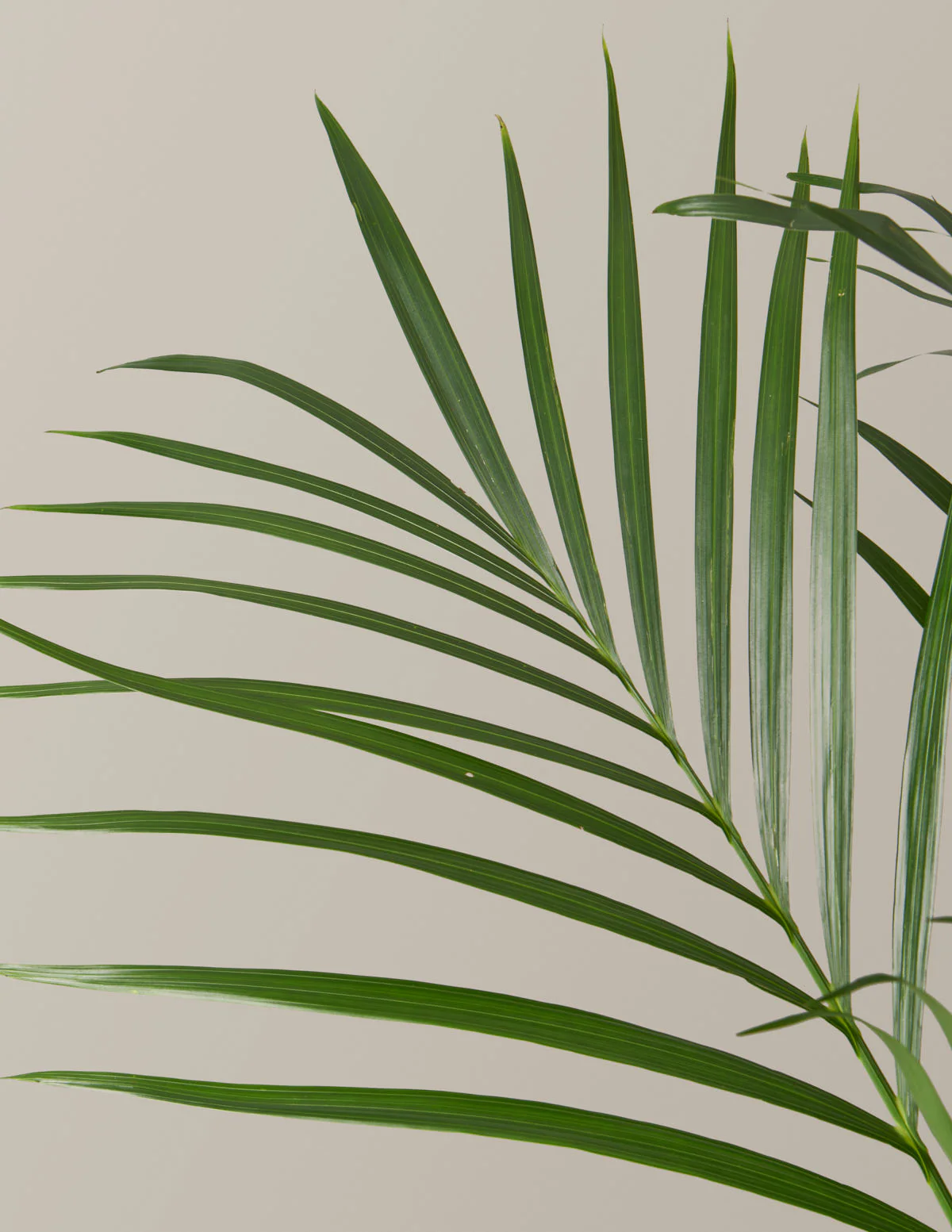 Large Cat Palm - Image 4