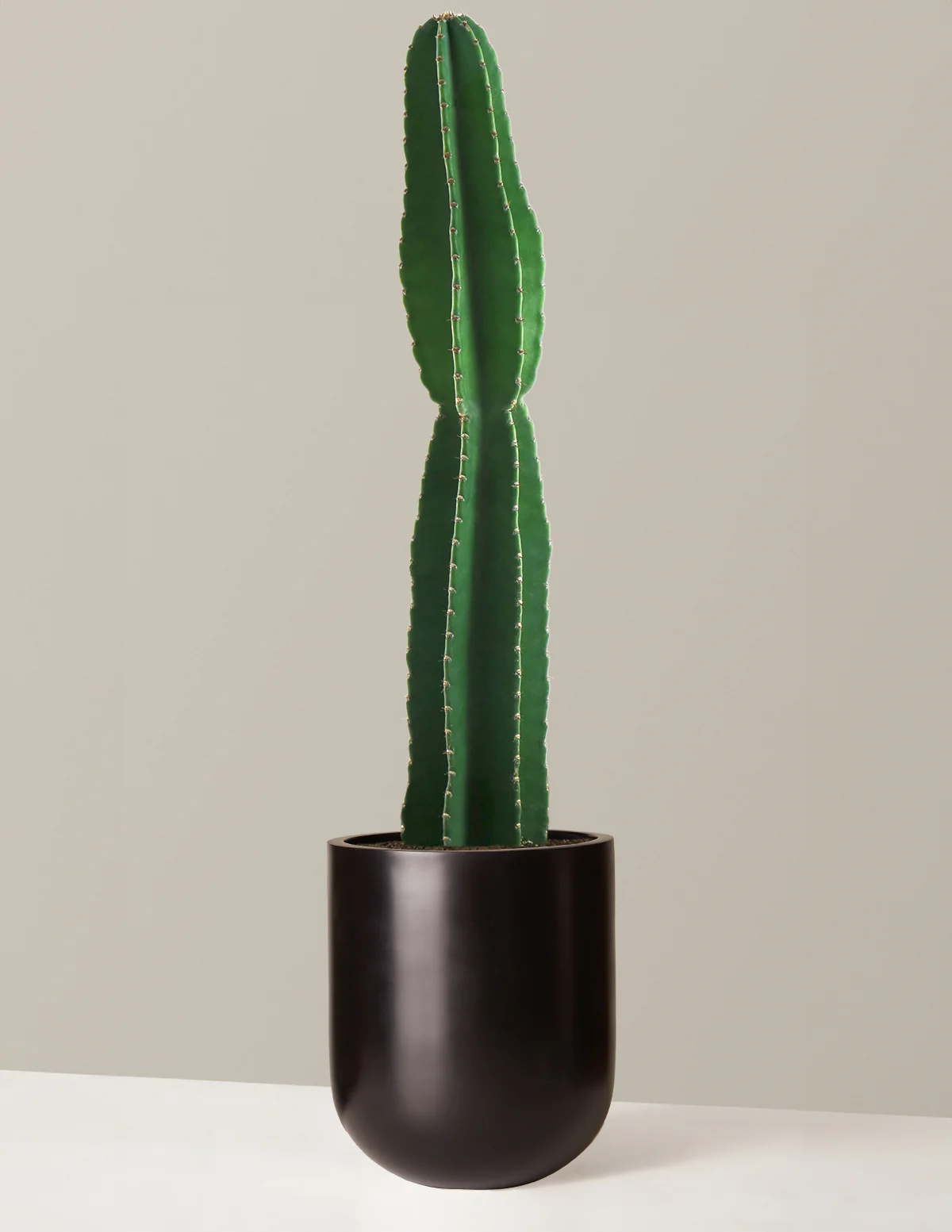 Large Peruvian Apple Cactus - Image 14