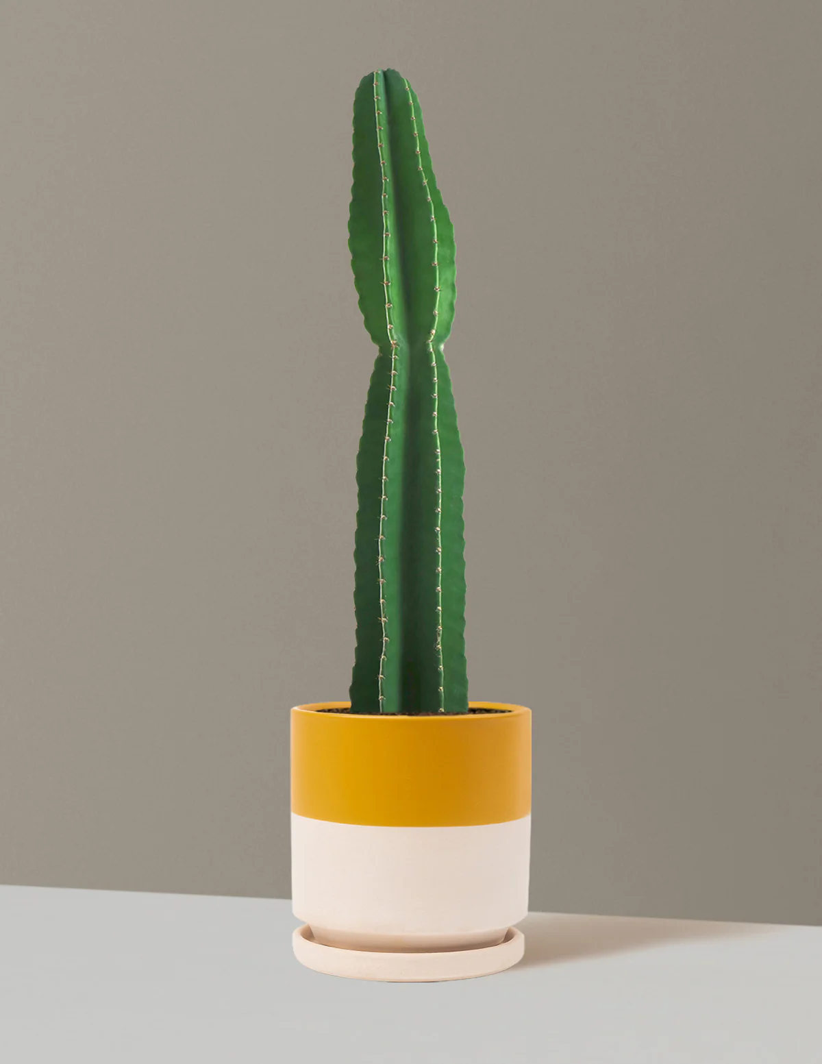 Large Peruvian Apple Cactus - Image 24
