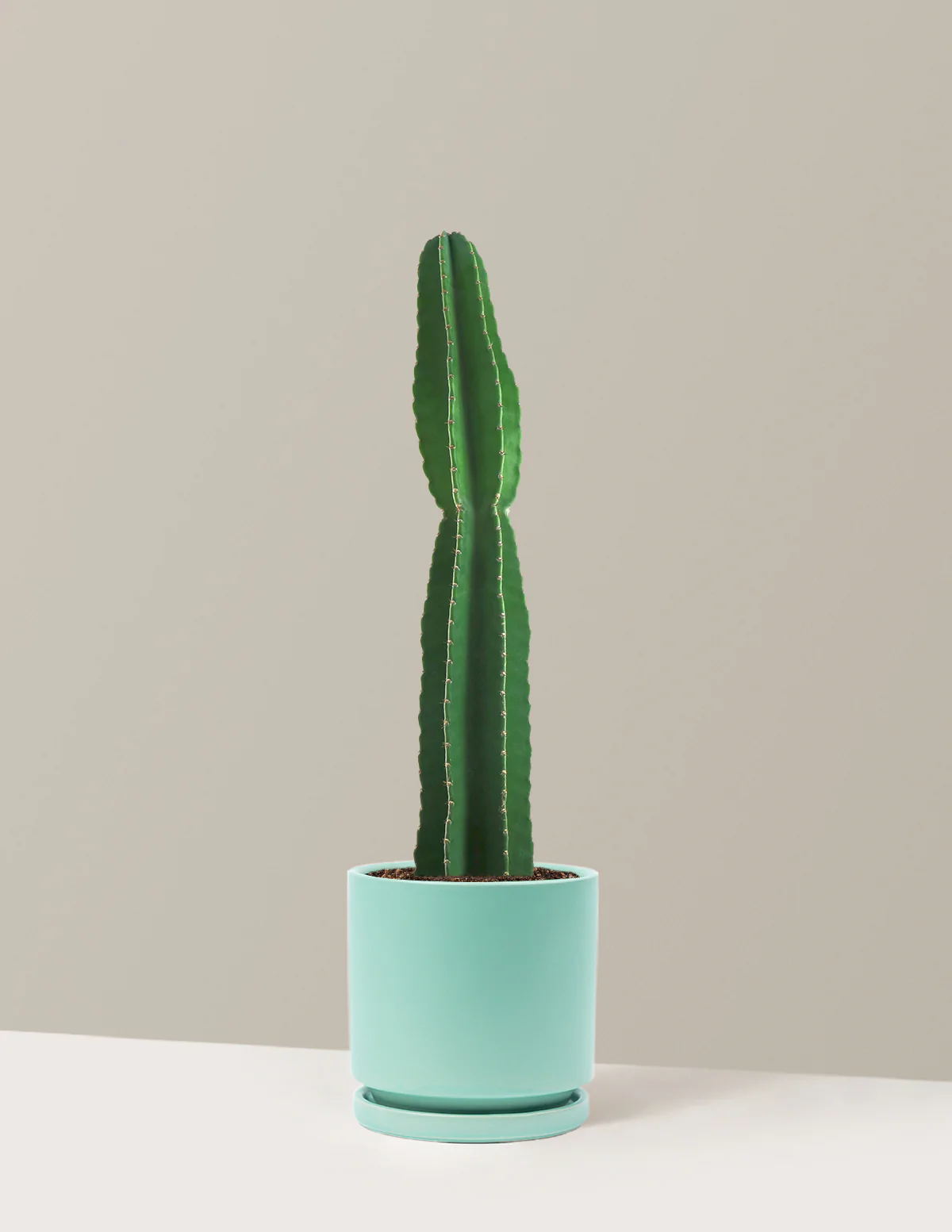 Large Peruvian Apple Cactus - Image 7