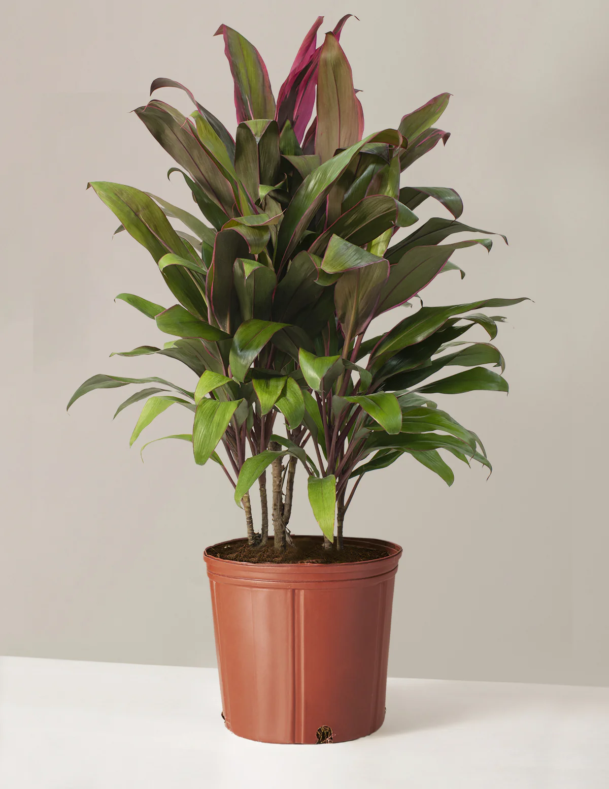 Large Cordyline Maria - Image 2