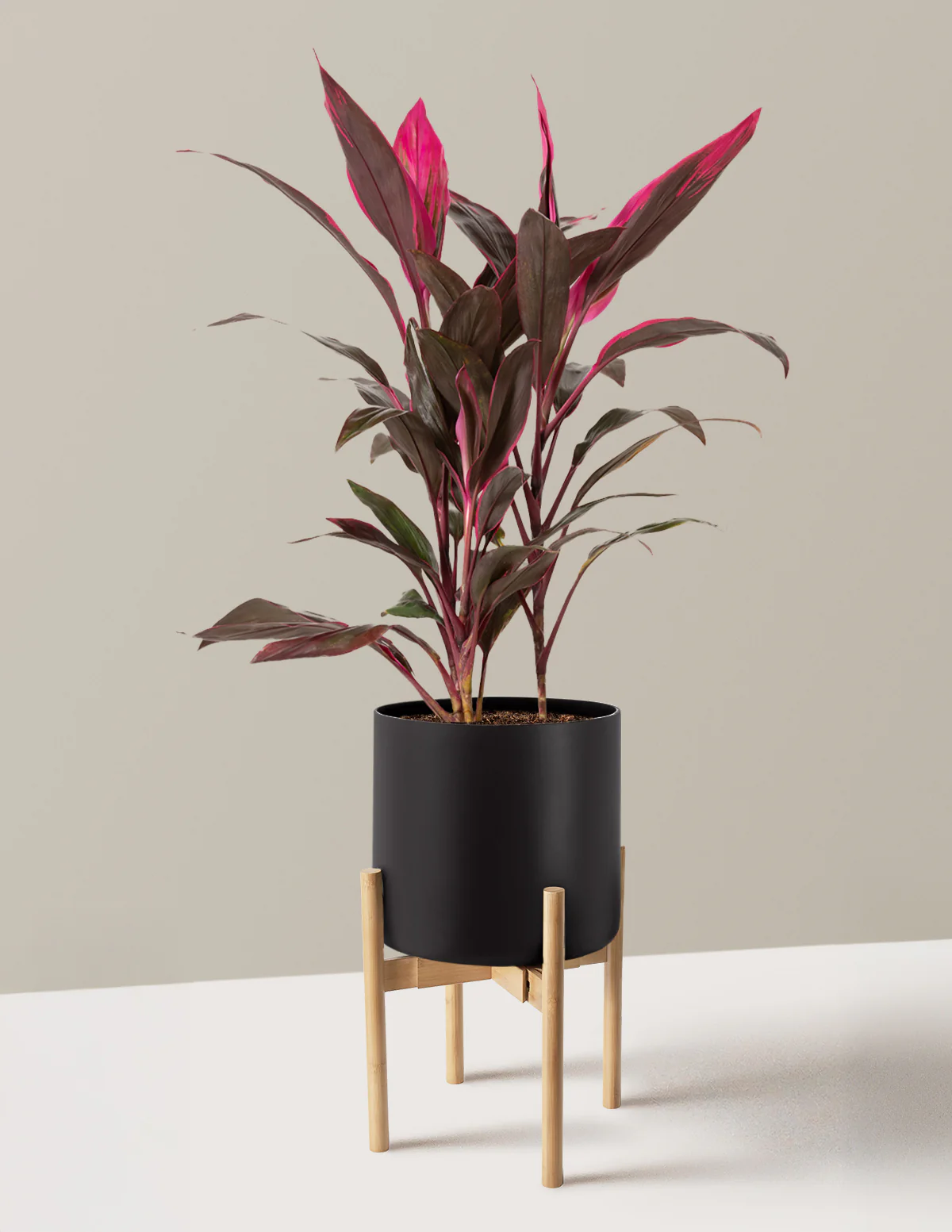 Large Cordyline Red Sister