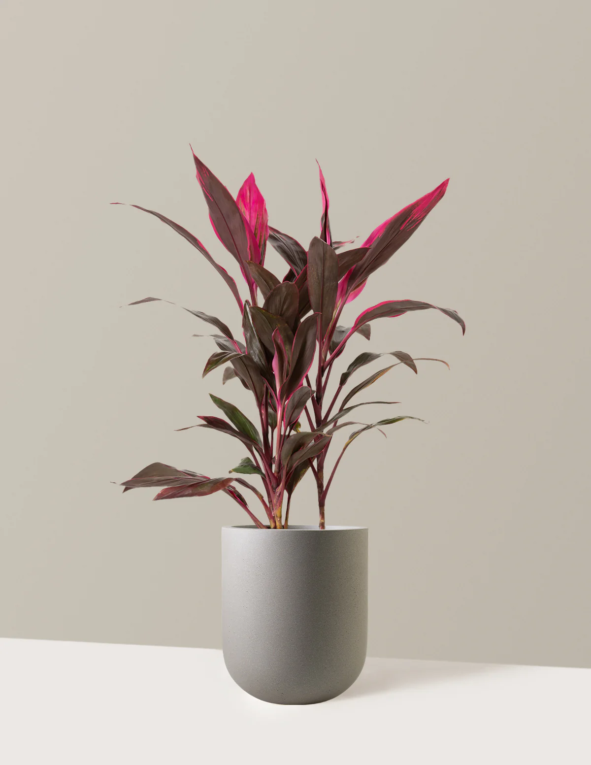 Large Cordyline Red Sister - Image 10