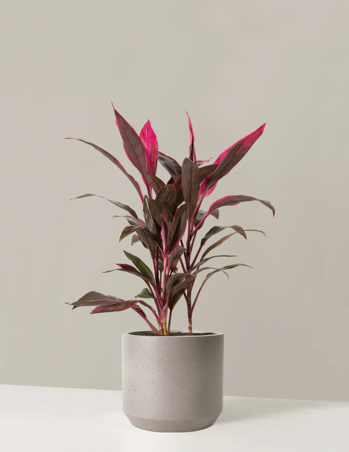 Large Cordyline Red Sister - Image 11