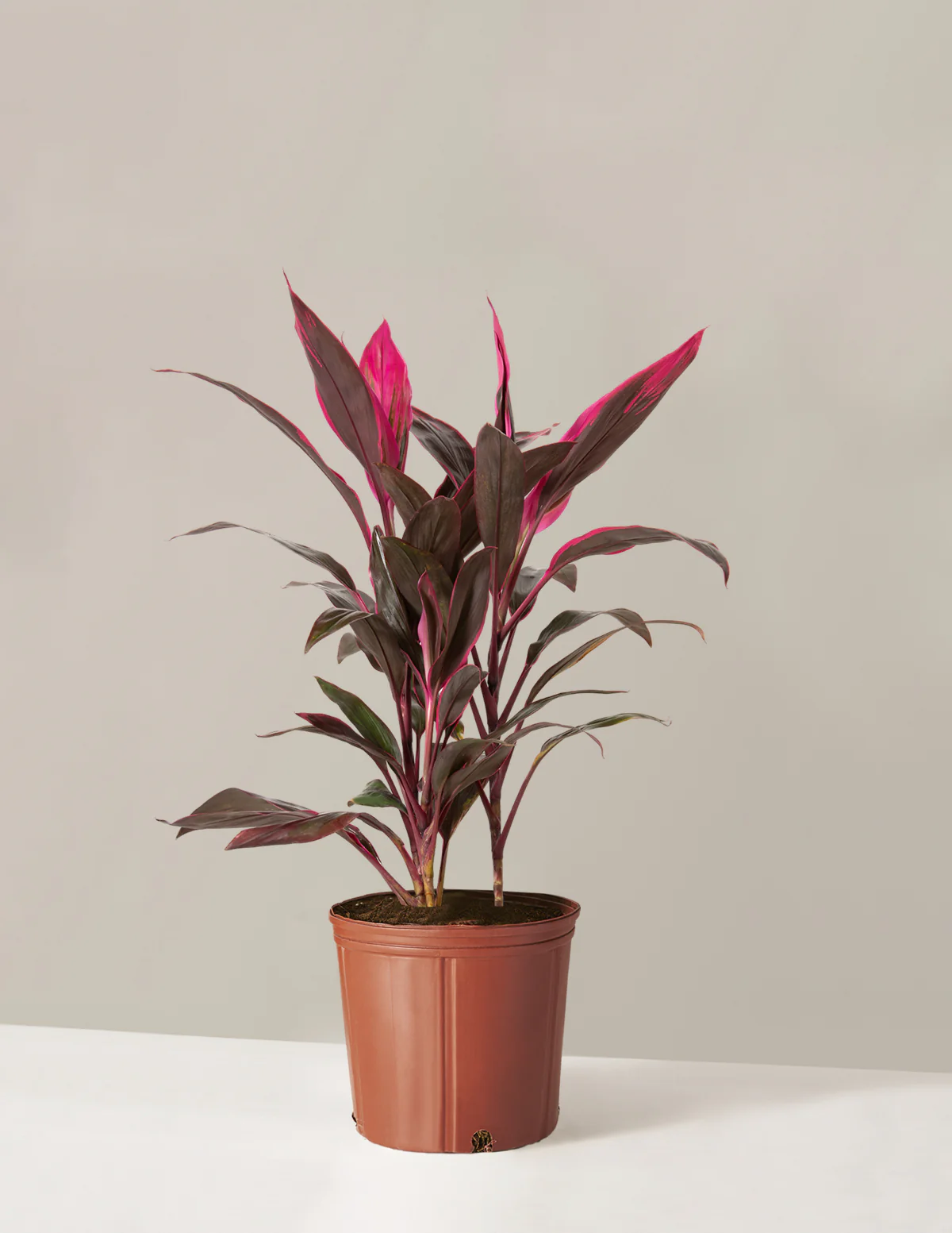 Large Cordyline Red Sister - Image 12
