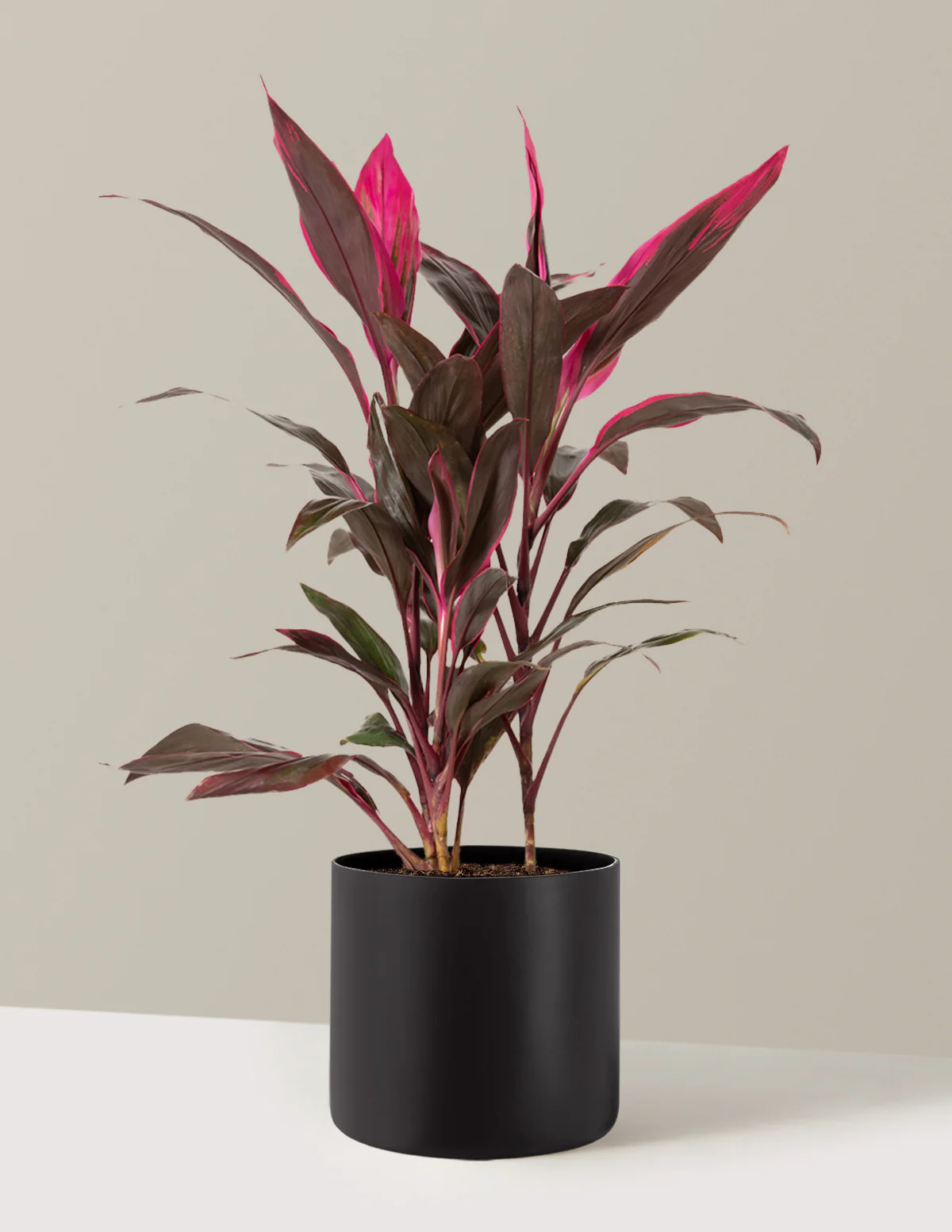 Large Cordyline Red Sister - Image 13