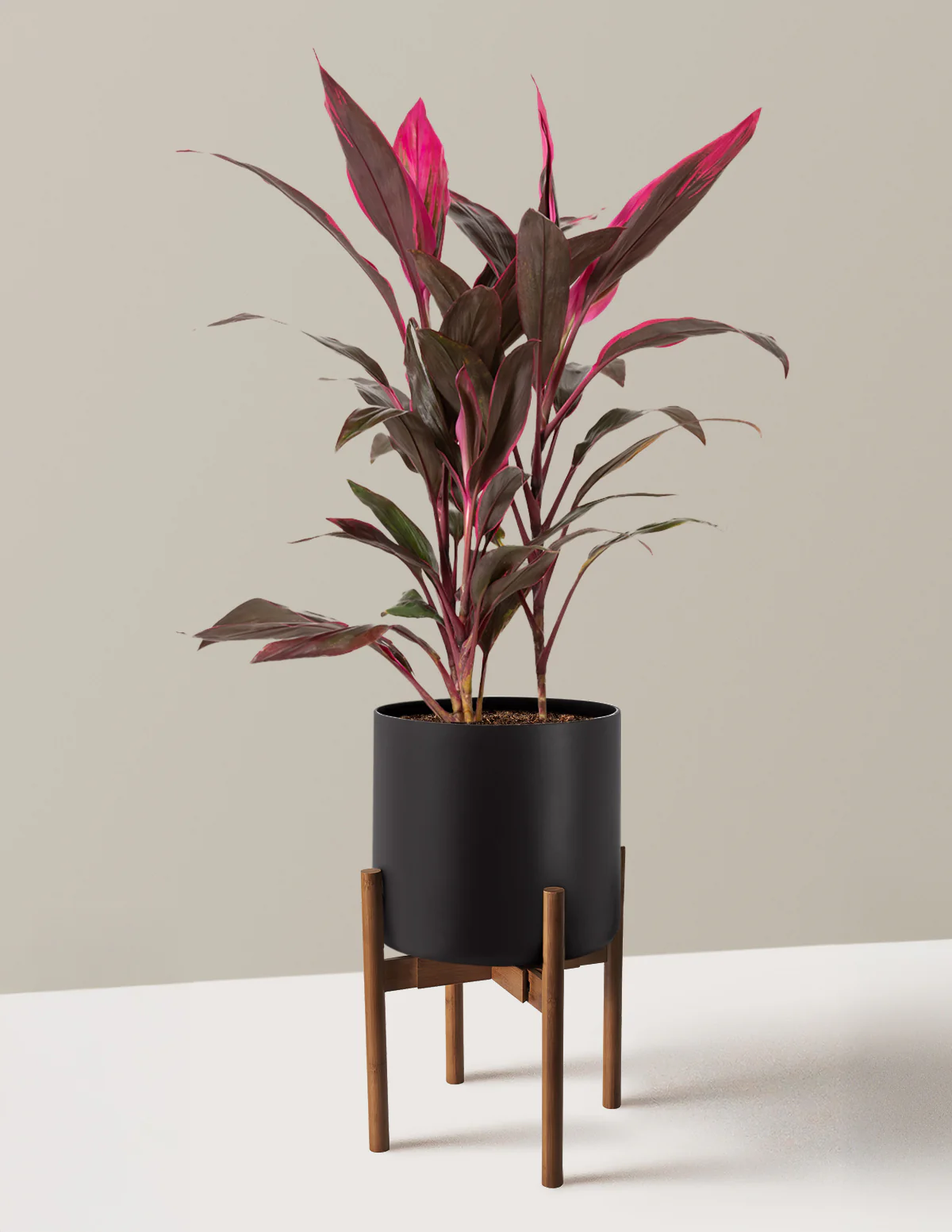 Large Cordyline Red Sister - Image 14