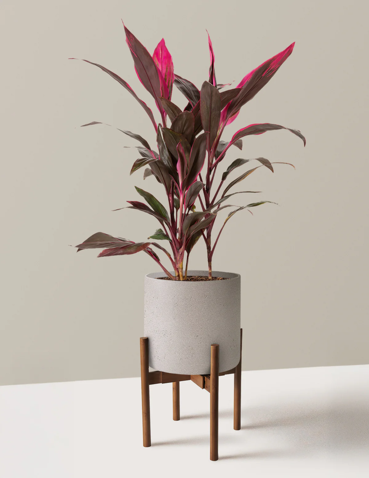 Large Cordyline Red Sister - Image 15