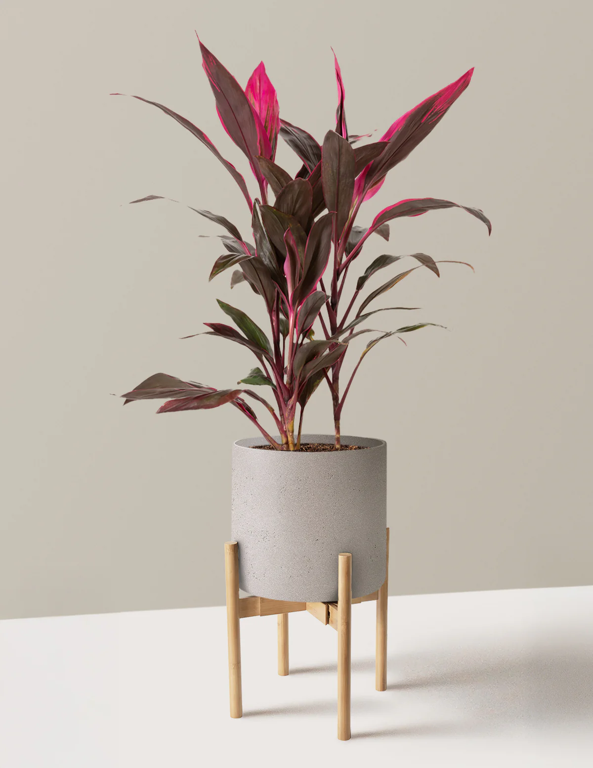 Large Cordyline Red Sister - Image 16
