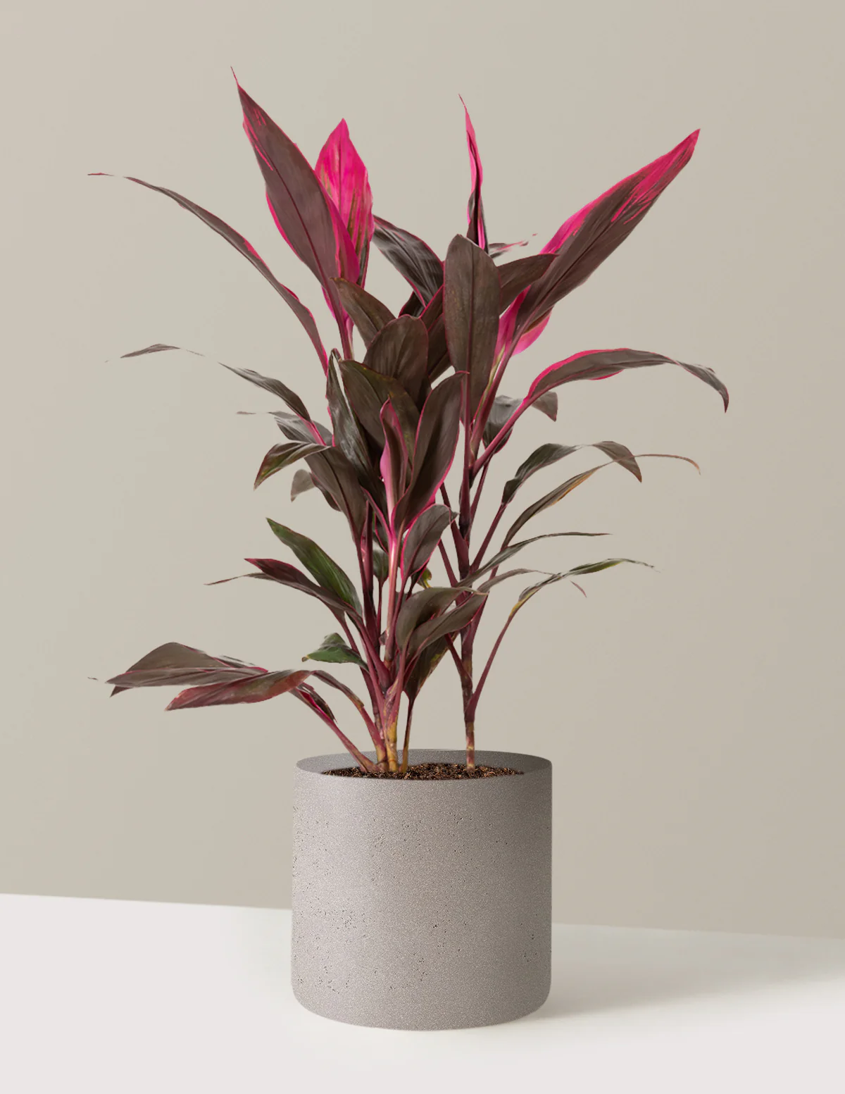 Large Cordyline Red Sister - Image 17