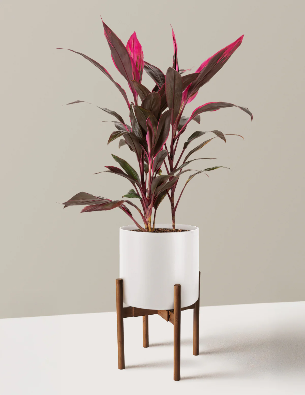 Large Cordyline Red Sister - Image 18
