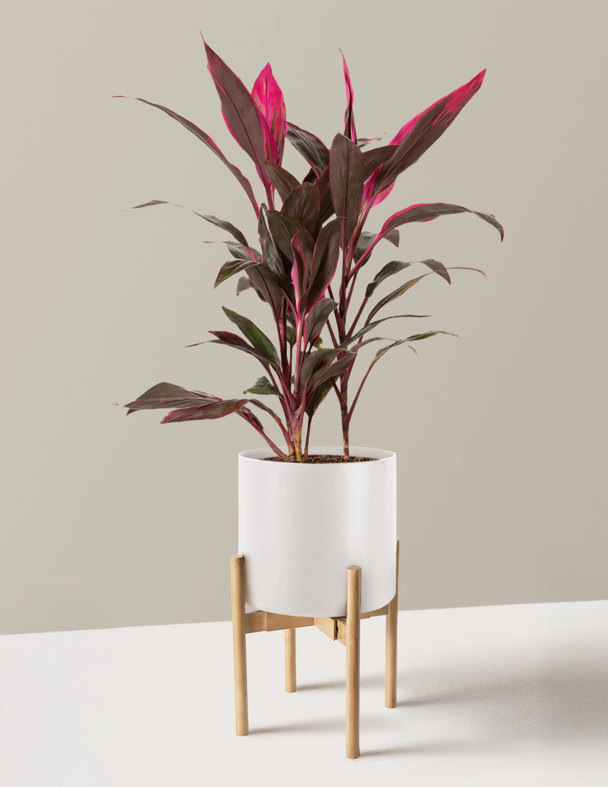 Large Cordyline Red Sister - Image 19